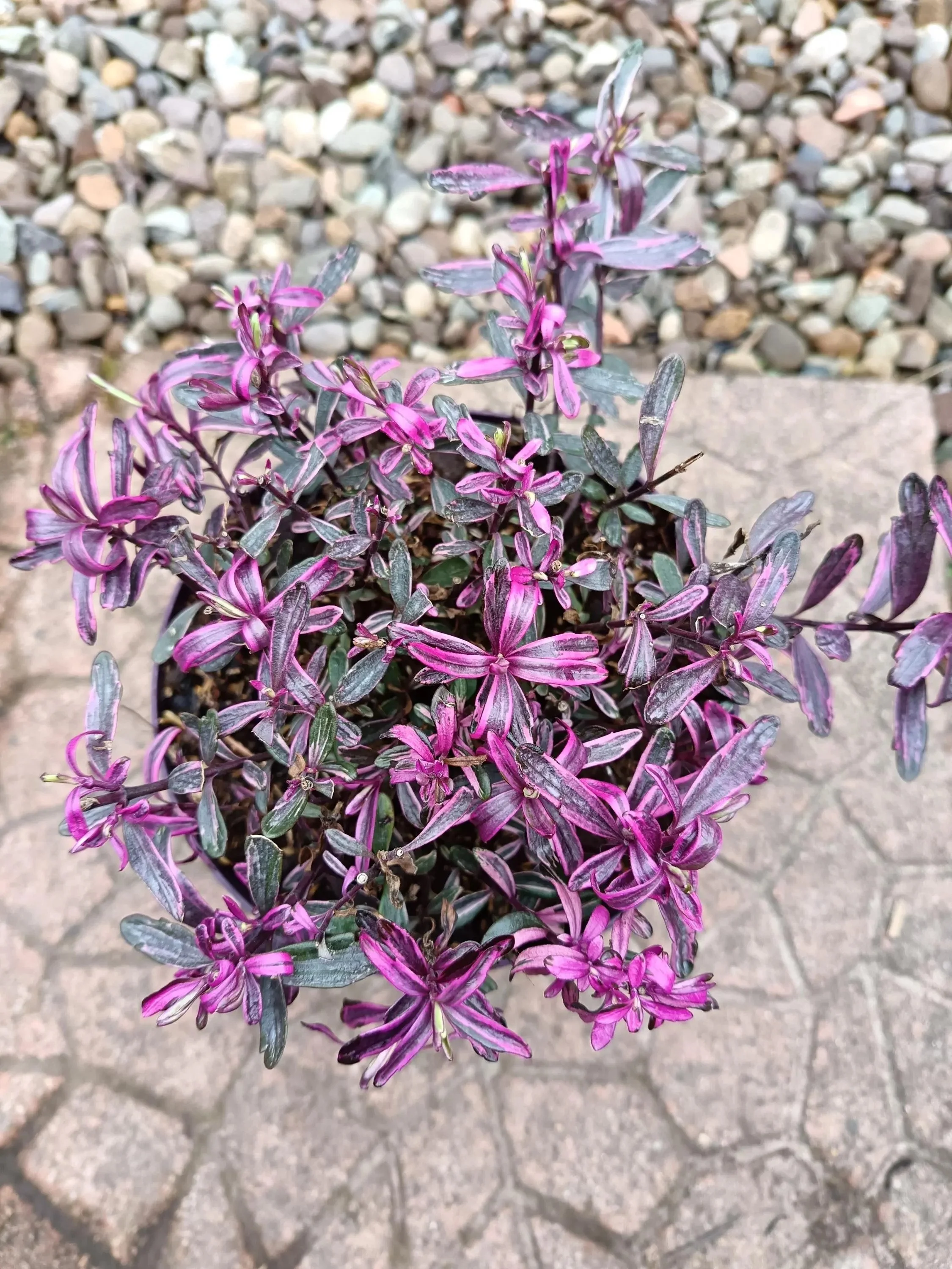 Hebe_Plant-12.jpg