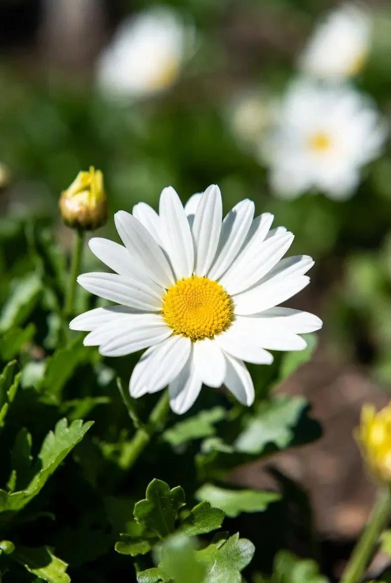 White_Shasta_Daisy_Plant-3.jpg