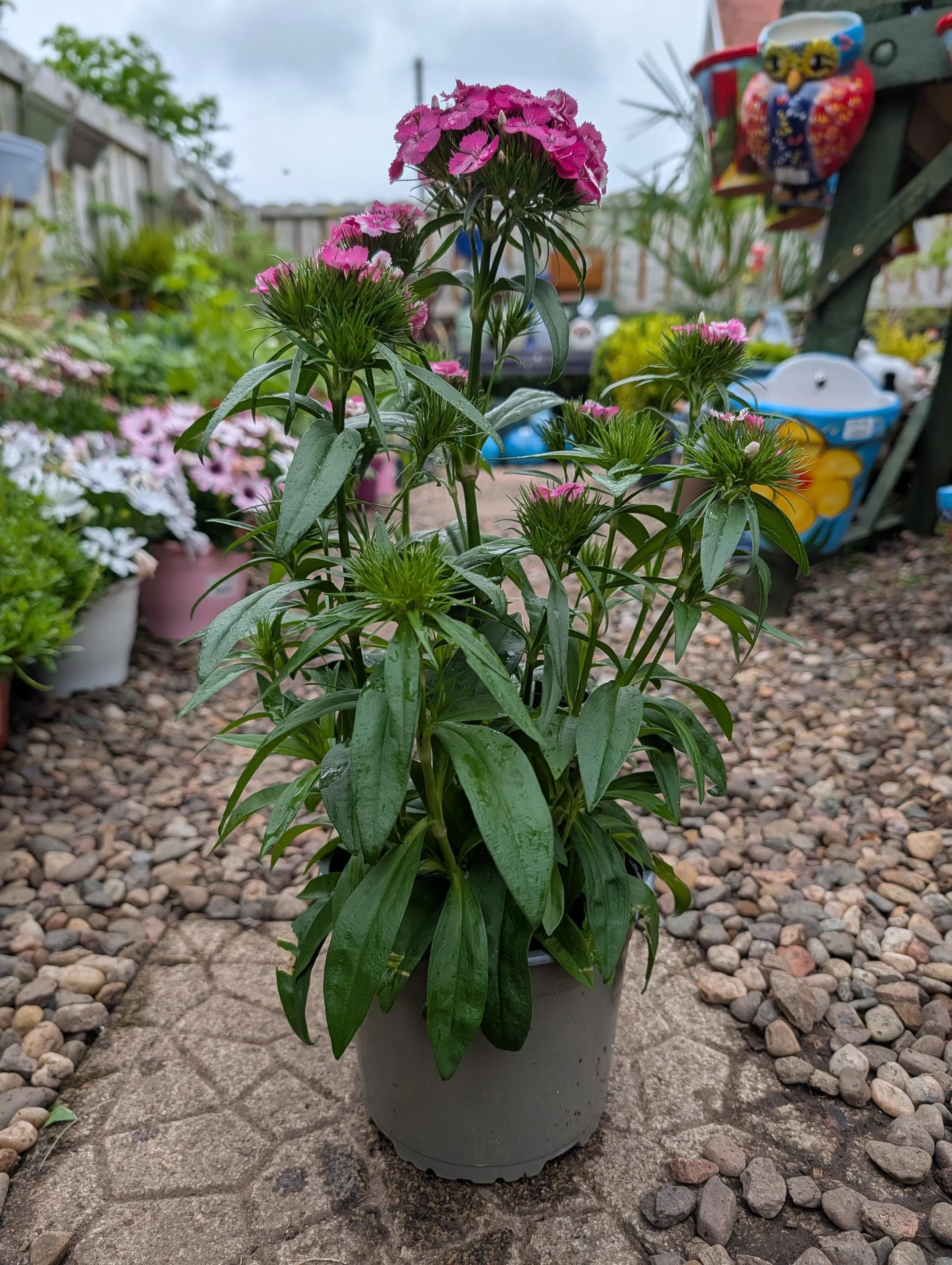 Sweet_William_Plant.jpg