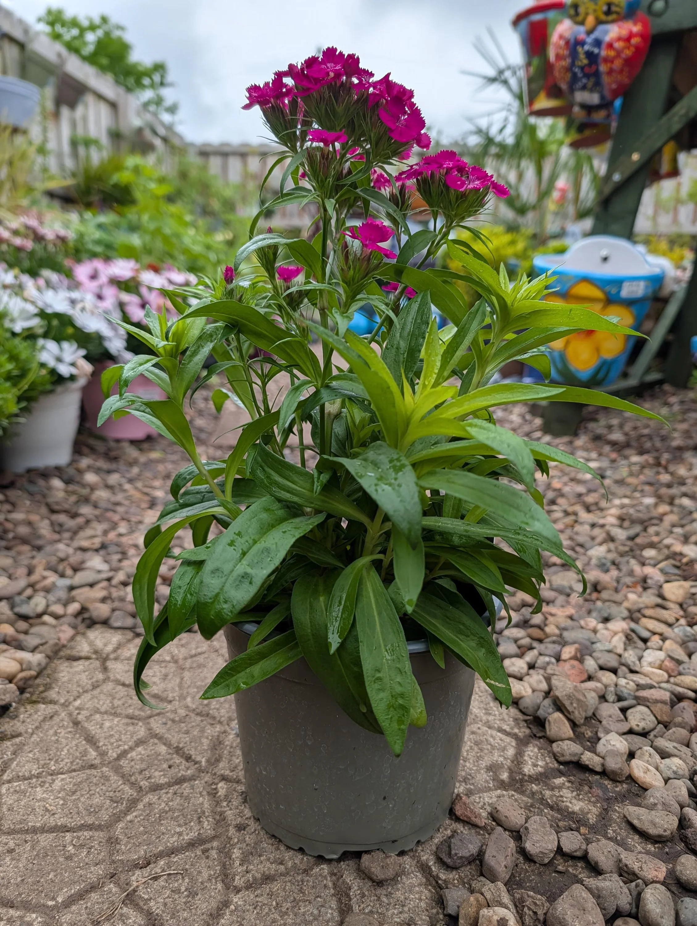 Sweet_William_Plant9.jpg
