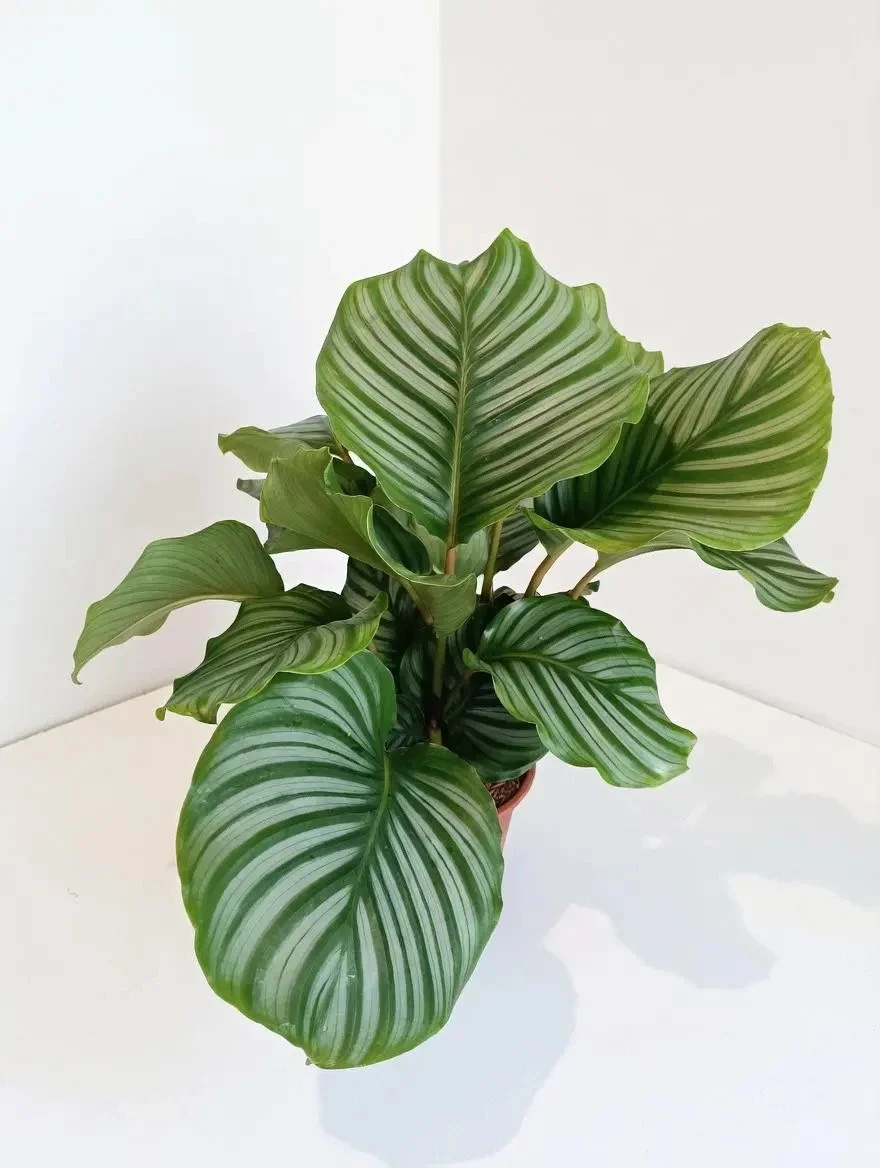 Calathea_Orbifolia-3.jpg