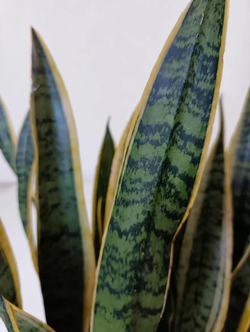 Large_Snake_Plant-3.jpg