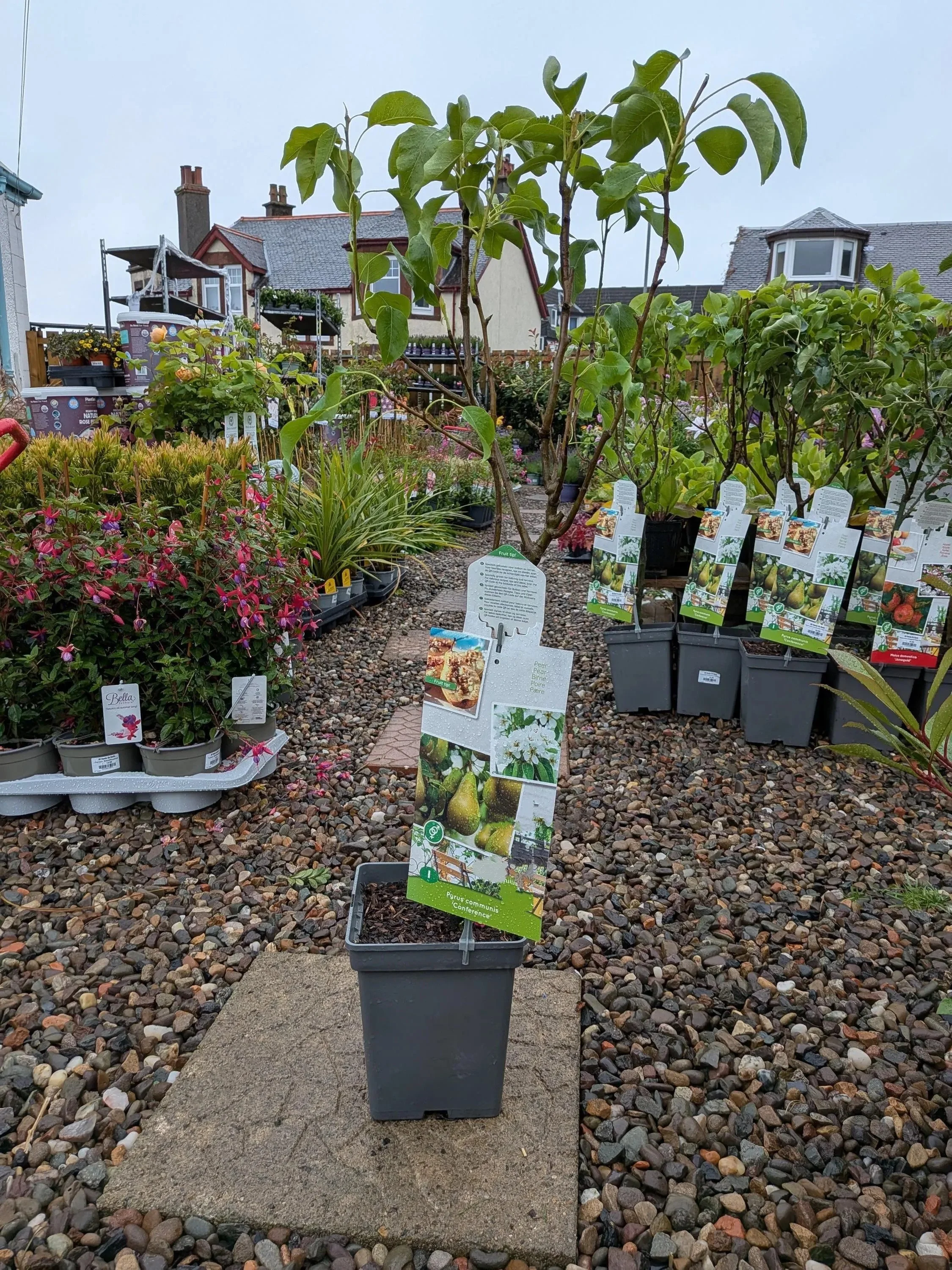 Patio_Fruit_Trees.jpg