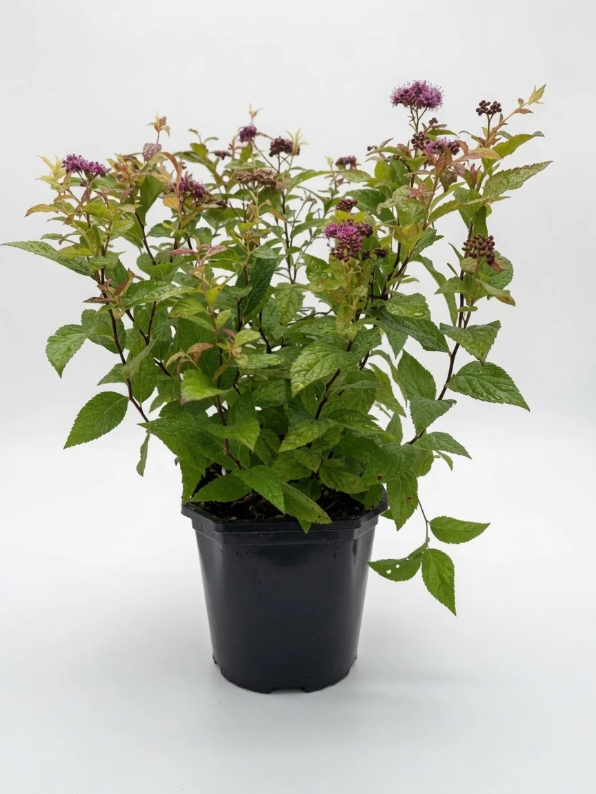 Spirea_Shrub-6-1.jpg