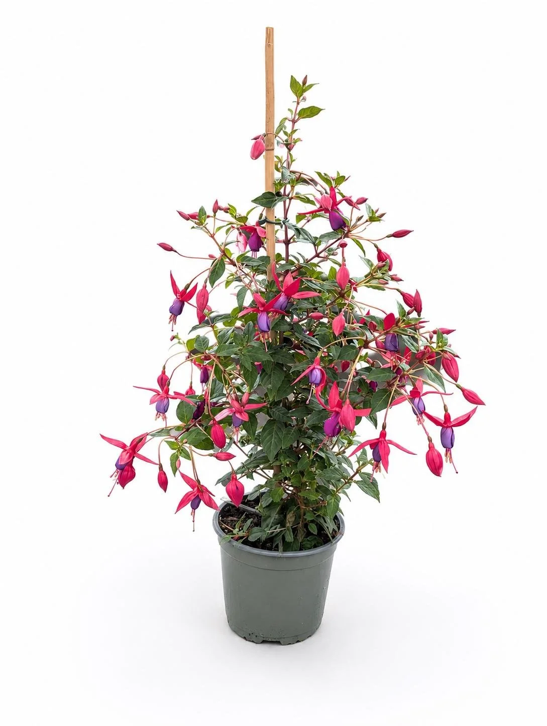 Purple_Fuchsia_Plant.jpg