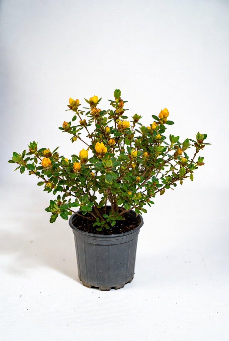 Azalea_Mollis_Deciduous-Potted-2.jpg