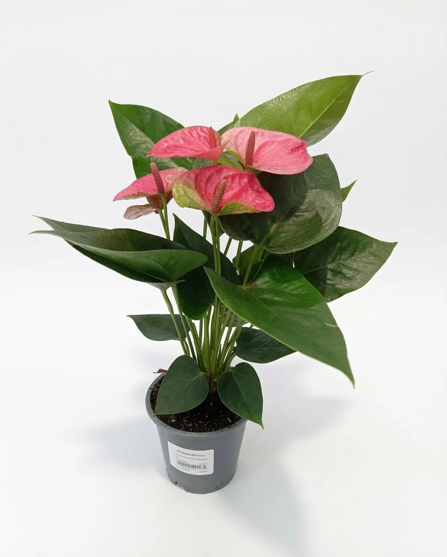 Anthurium_Houseplant-Pink-3.jpg
