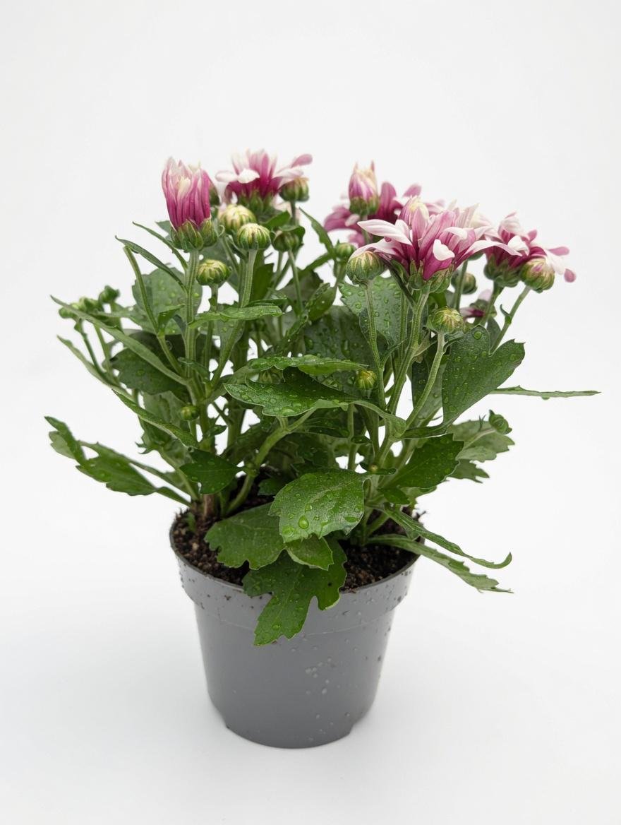 Chrysanthemum_Plant-9.jpg