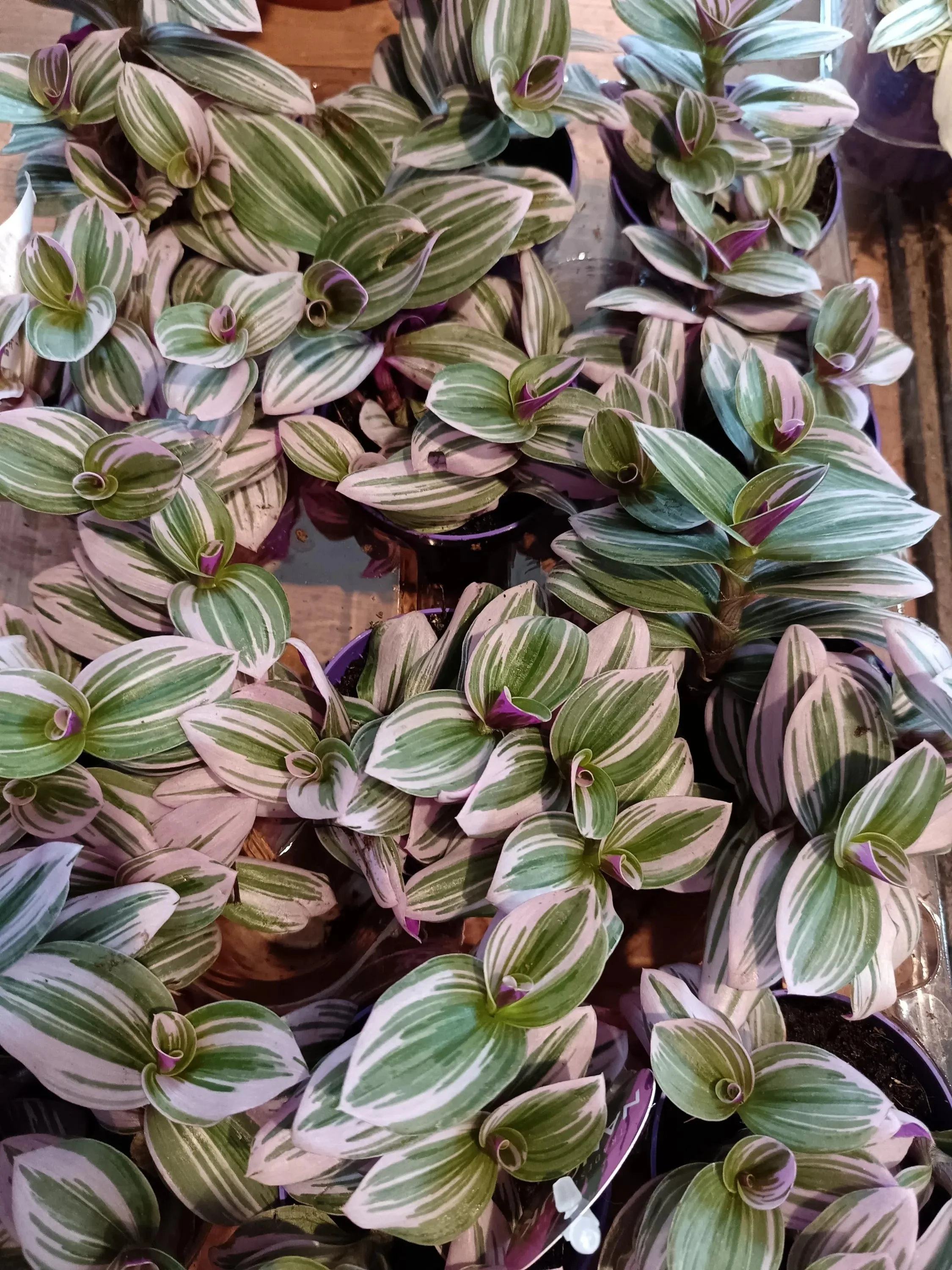 Tradescantia_Nanouk_Plant-8.jpg