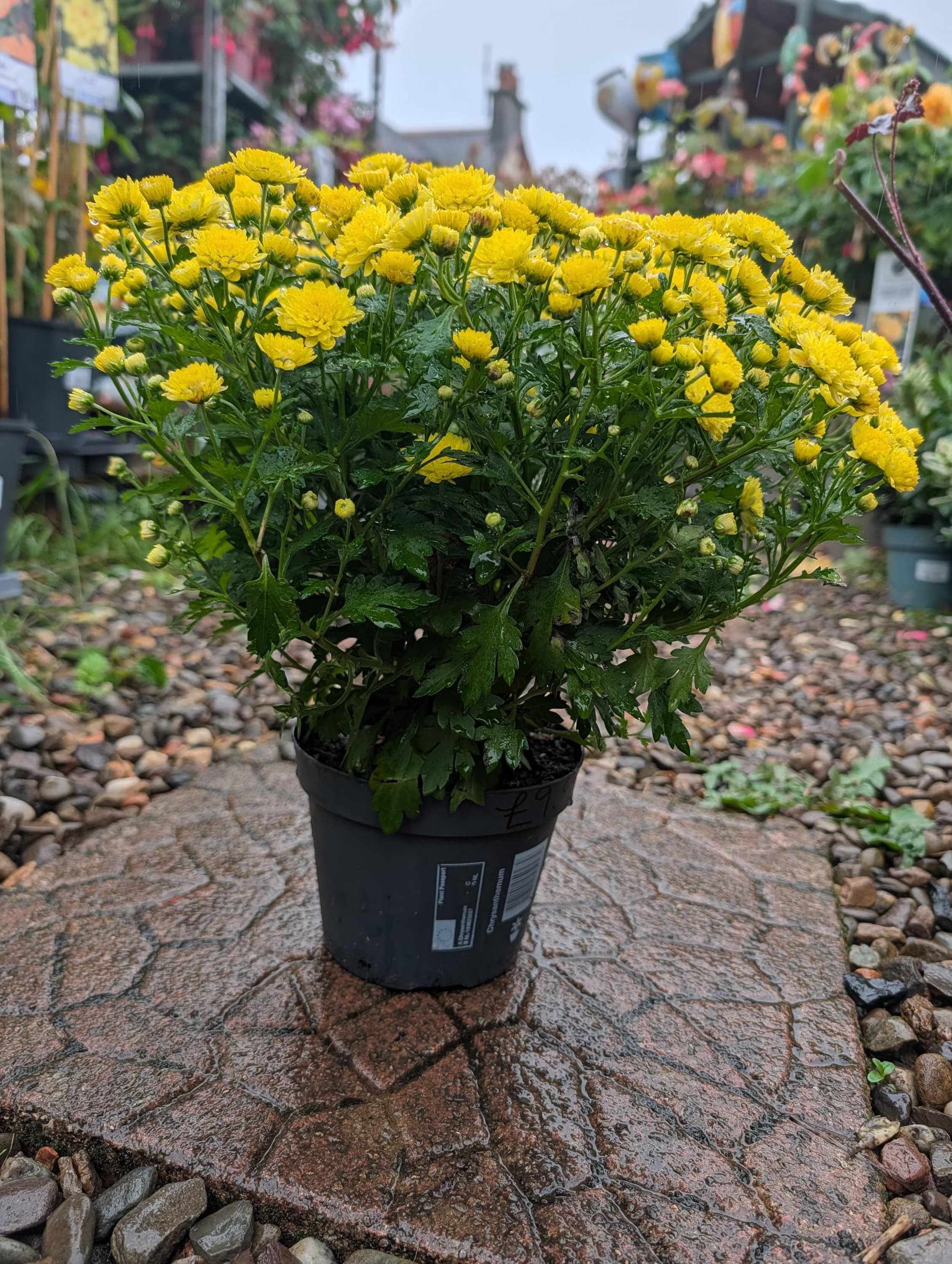 Chrysanthemum_Plant_1.5L_Pot-6.jpg