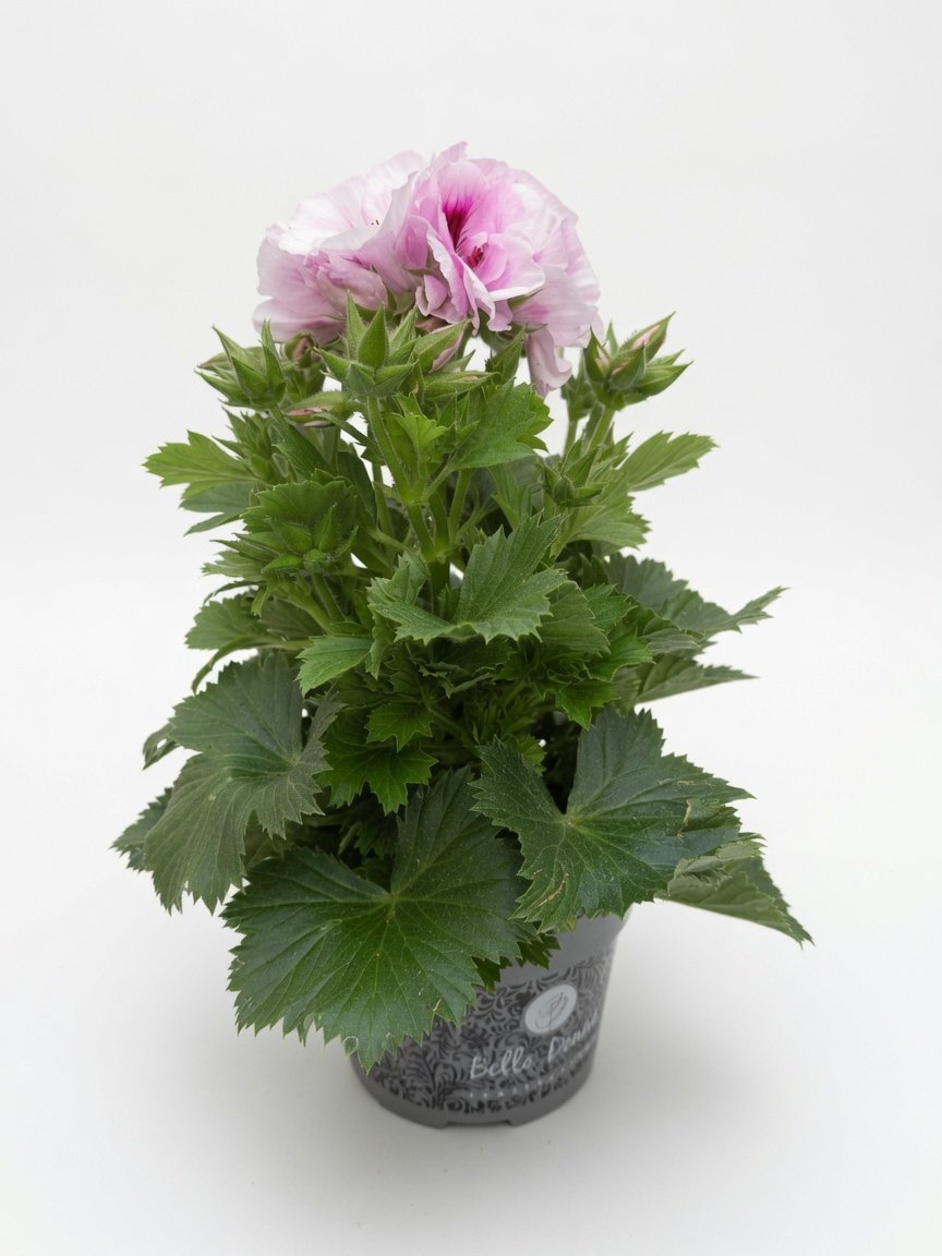 Pelargonium_Plant-7-1.jpg
