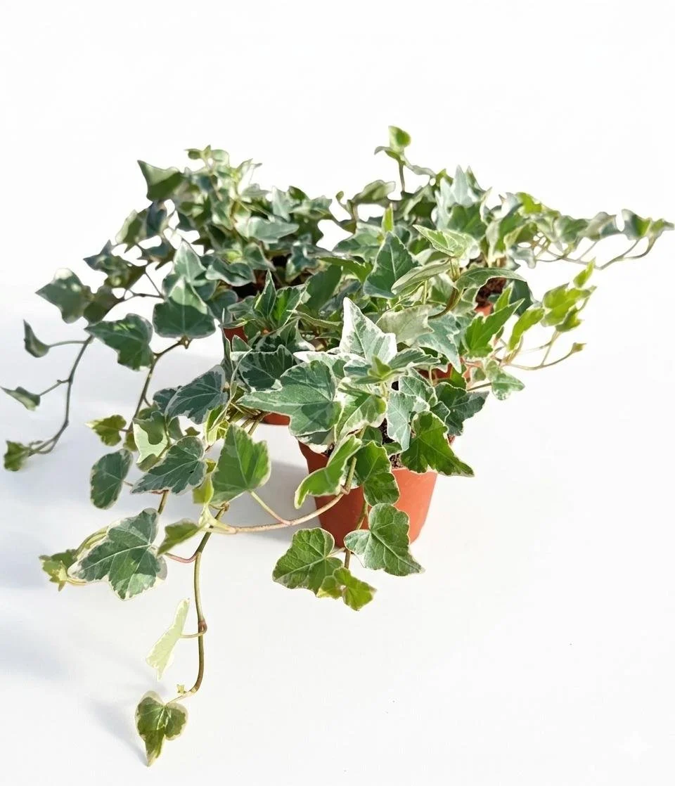 Variegated_Ivy-1-5.jpg