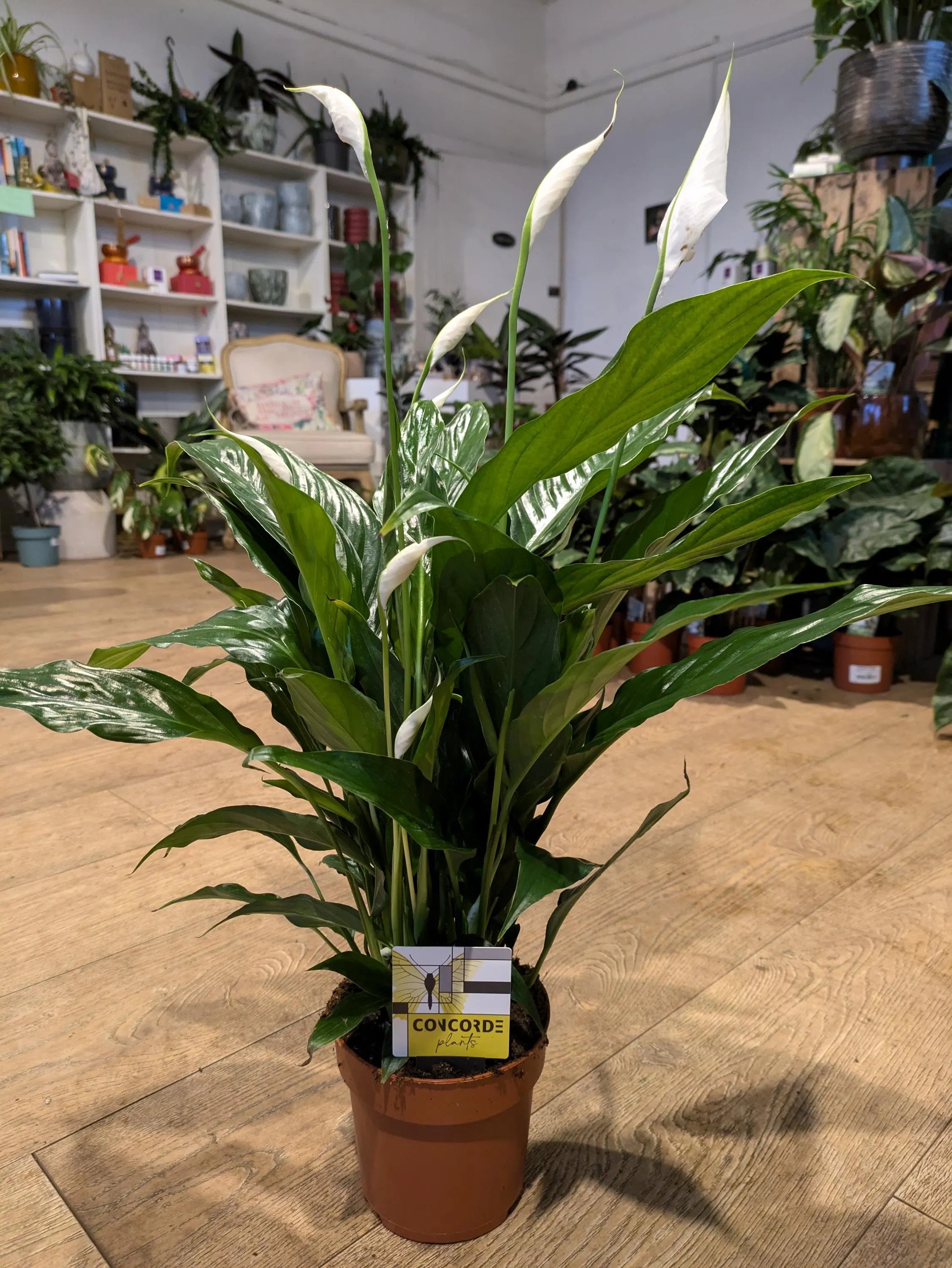 Peace Lily Indoor Plant | Easy Care Air Purifying Houseplant