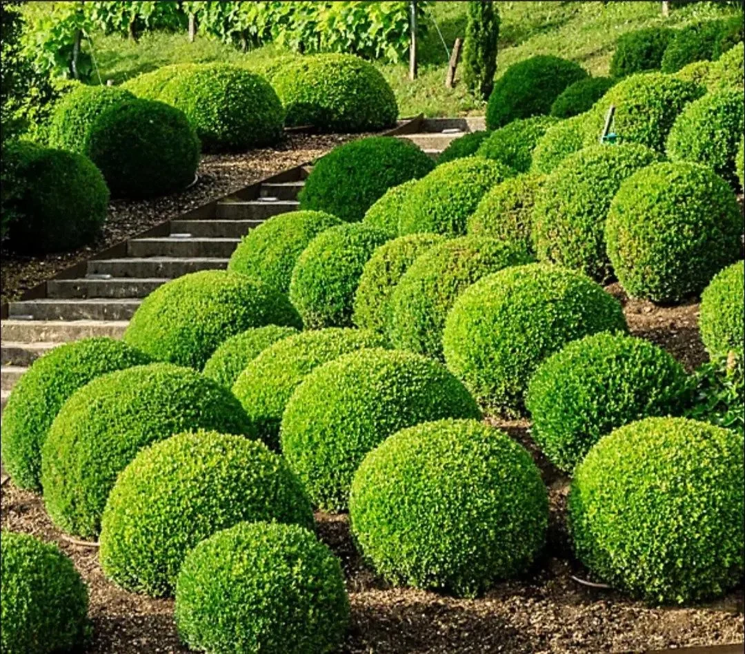 XL_Buxus-1.jpg
