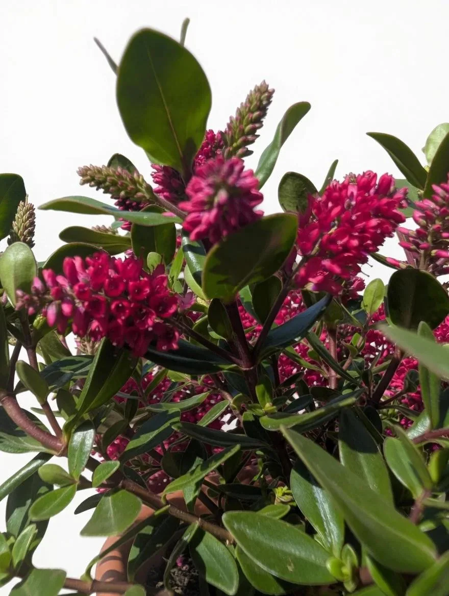 Hebe_Evergreen_Shrub_Plant-2L-4.jpg