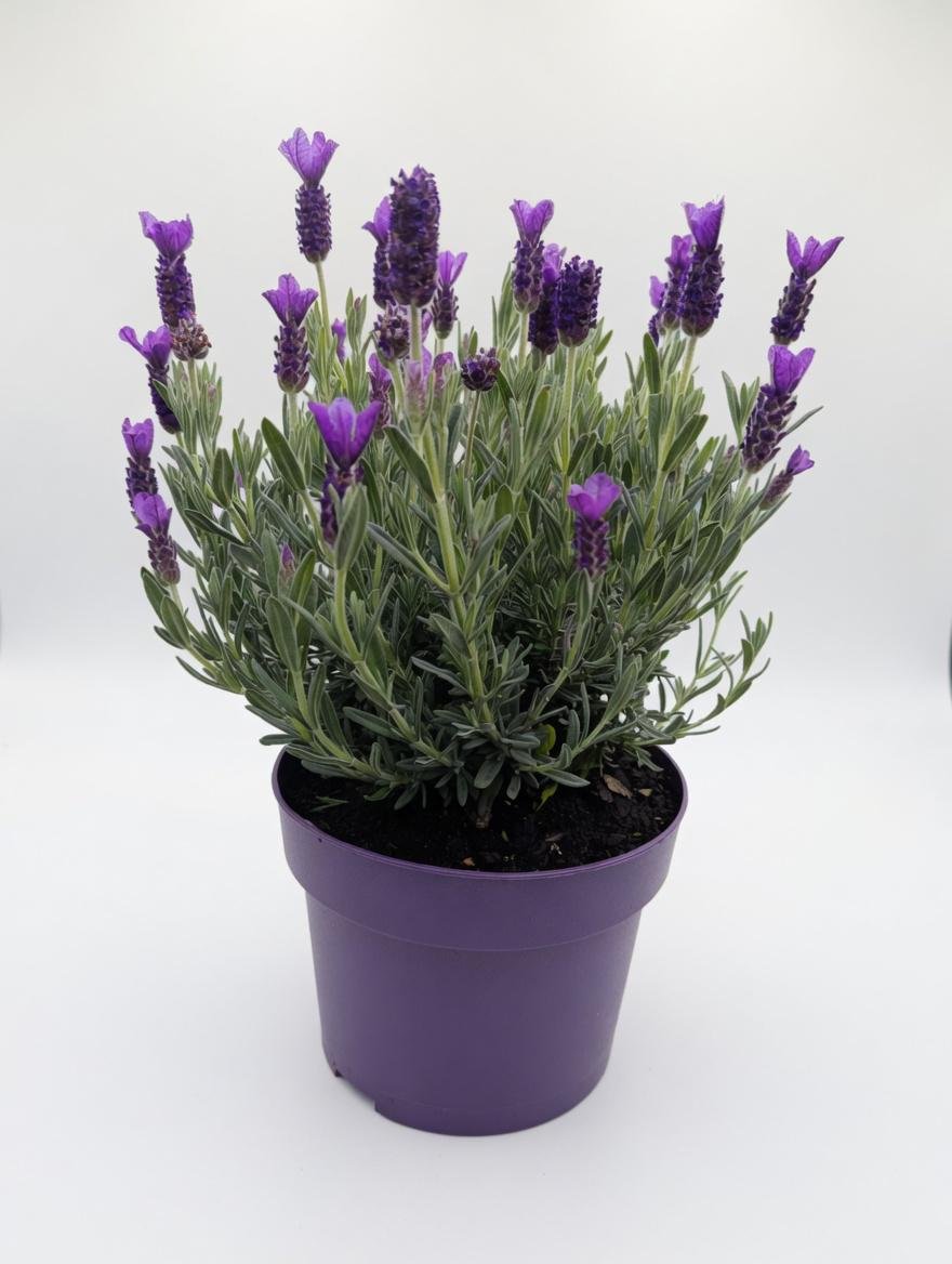 Lavender_Plant-1.jpg