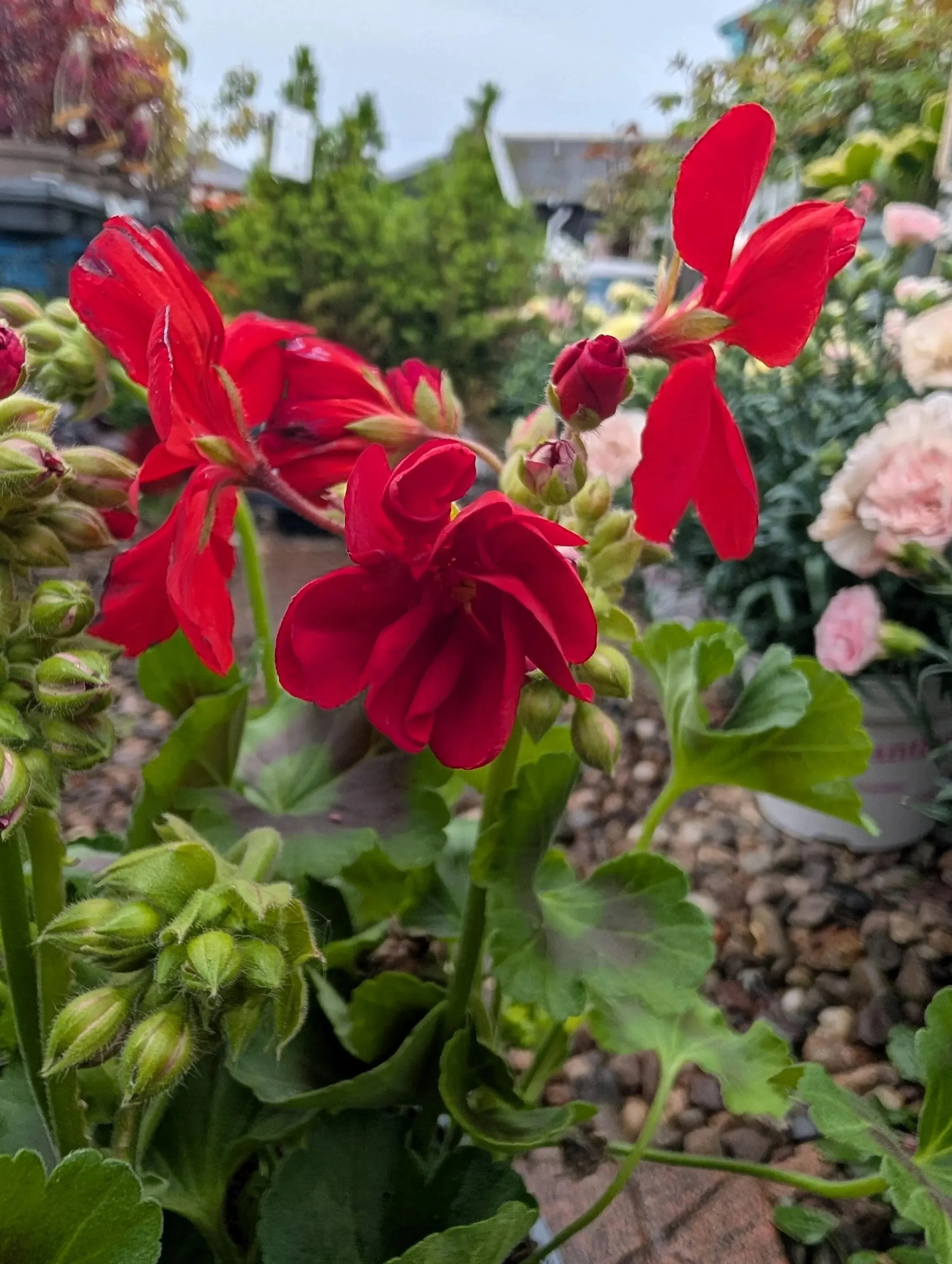 Geranium_Plant-Red-1.jpg