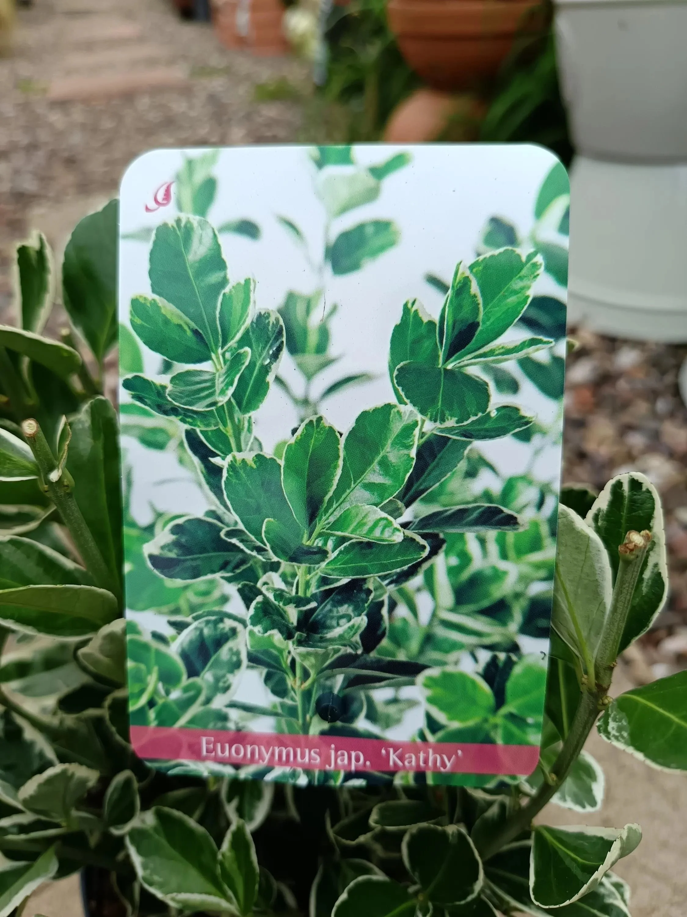 Euonymus_Japonicus-1.jpg