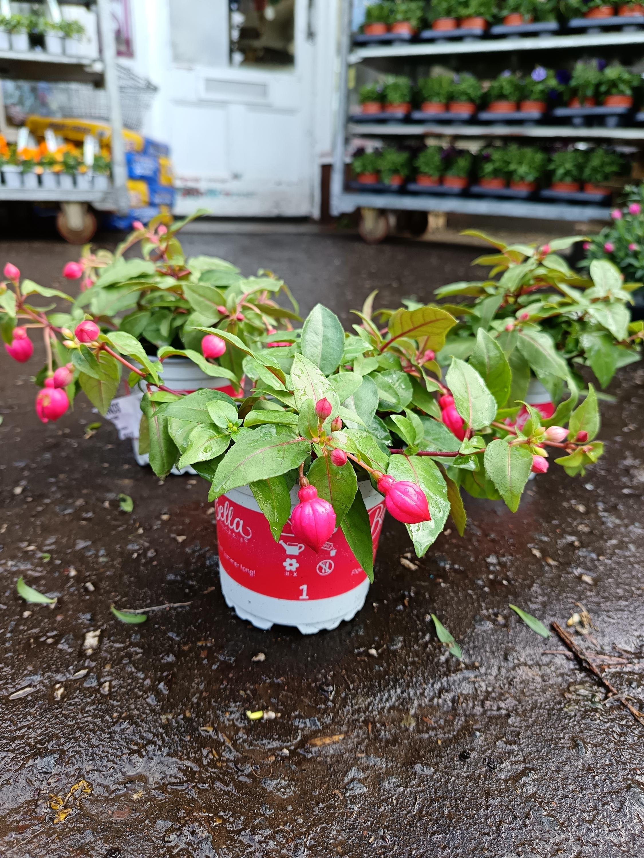 Fuchsia_Plants-1.jpg
