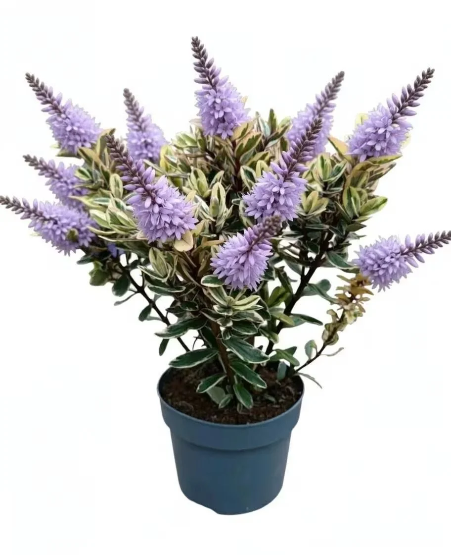 Live Hebe Shrub (2L Pot) - Choice of Purple or Lilac Flowers