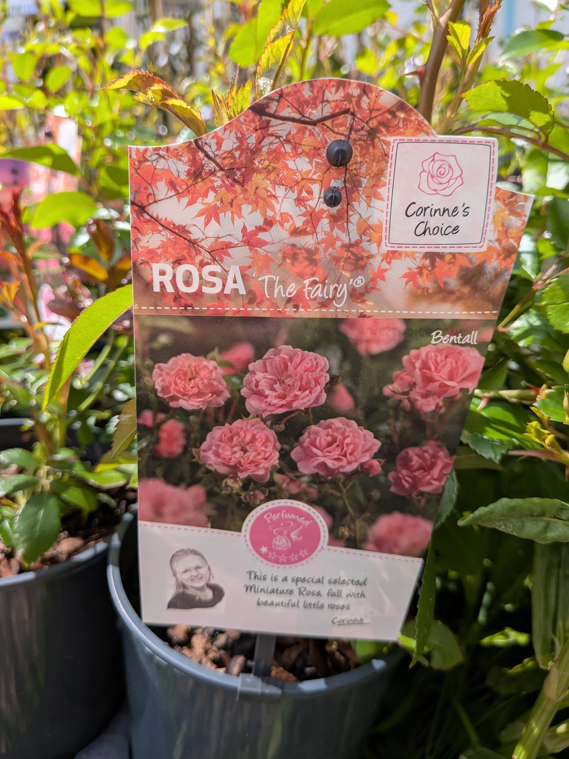 Garden_Roses-Pink.jpg