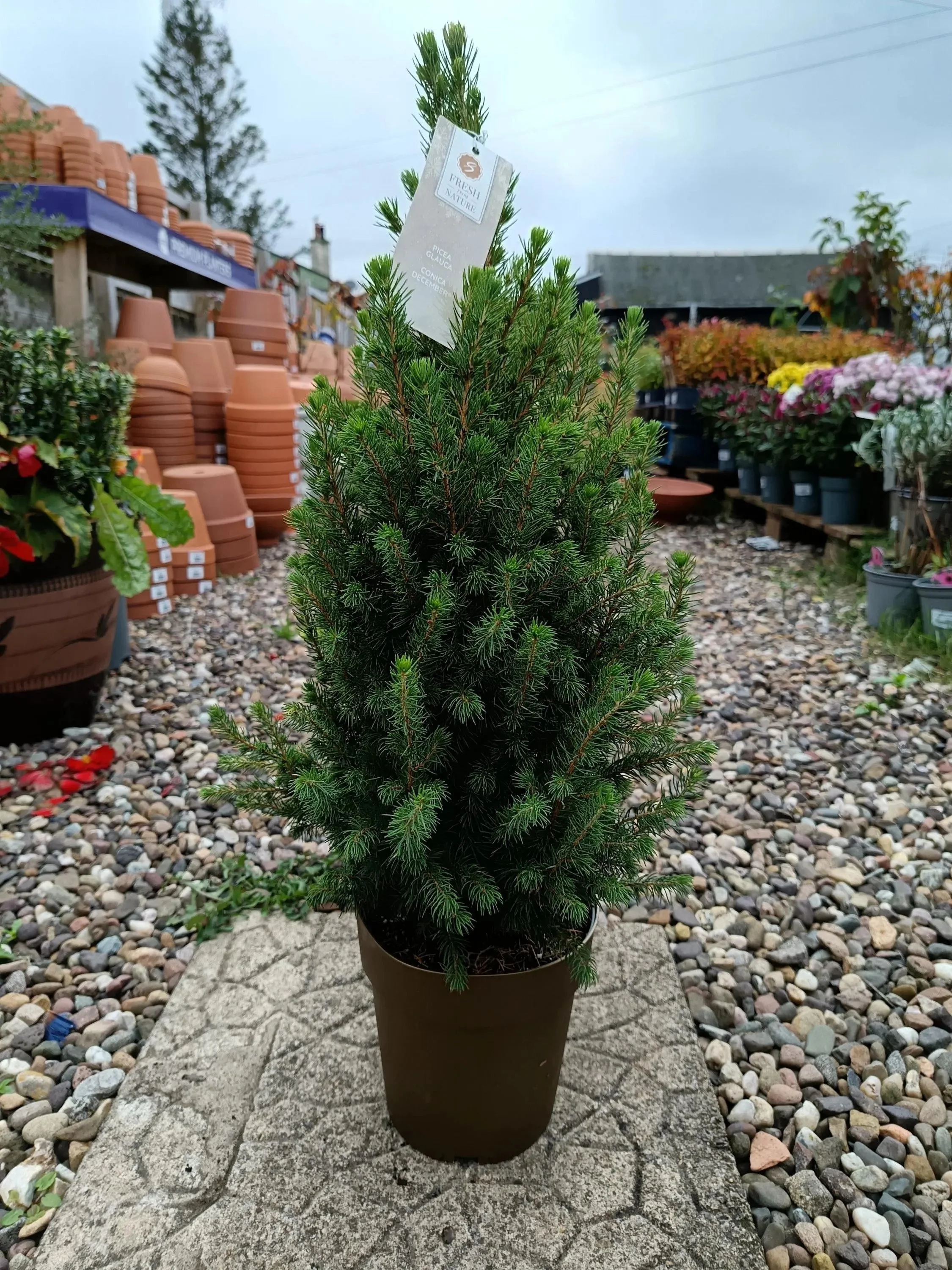 Picea_Glauca_Spruce-1.jpg