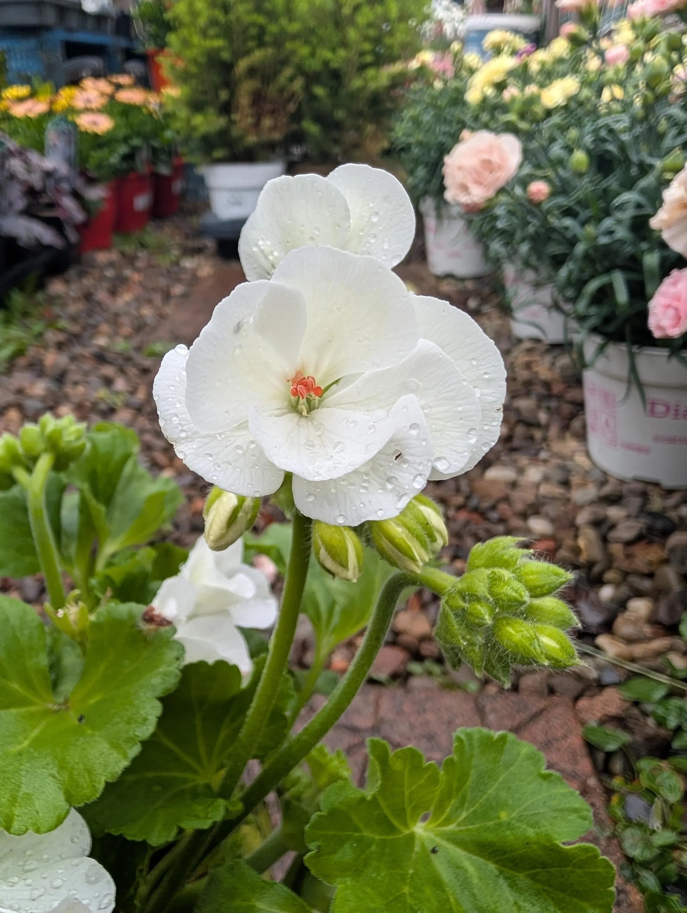 Geranium_Plant-White-1.jpg