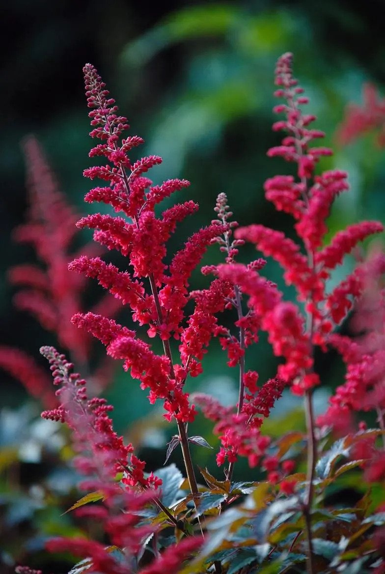 Astilbe_Plants-Red-3.jpg
