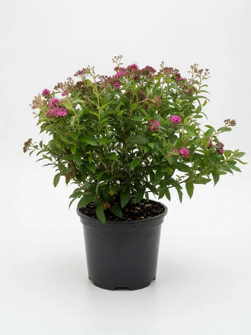 Spirea_Shrub-3-1.jpg