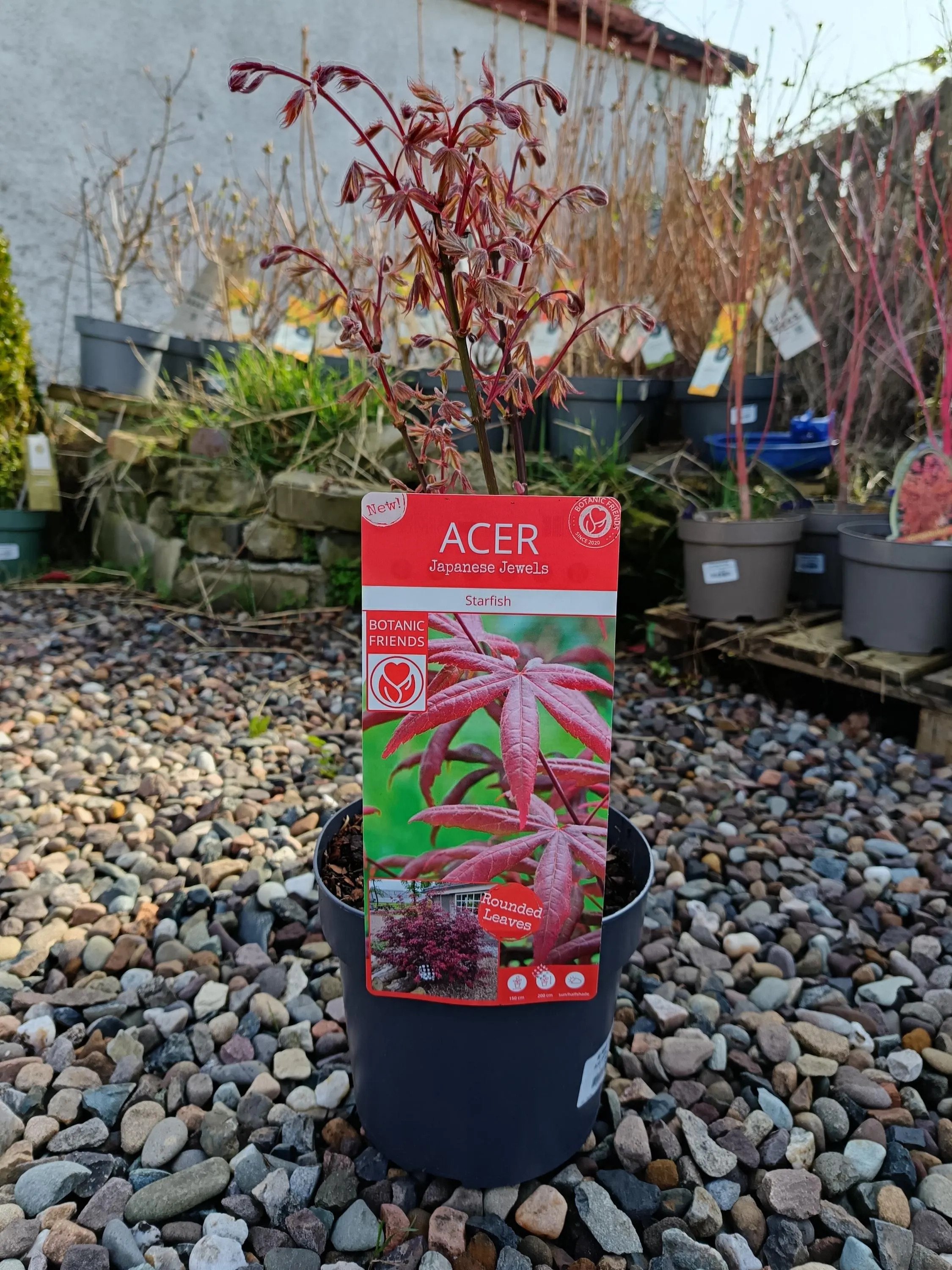 Acer ‘Starfish’ Japanese Maple | 70cm Hardy Ornamental Tree (3L Pot)