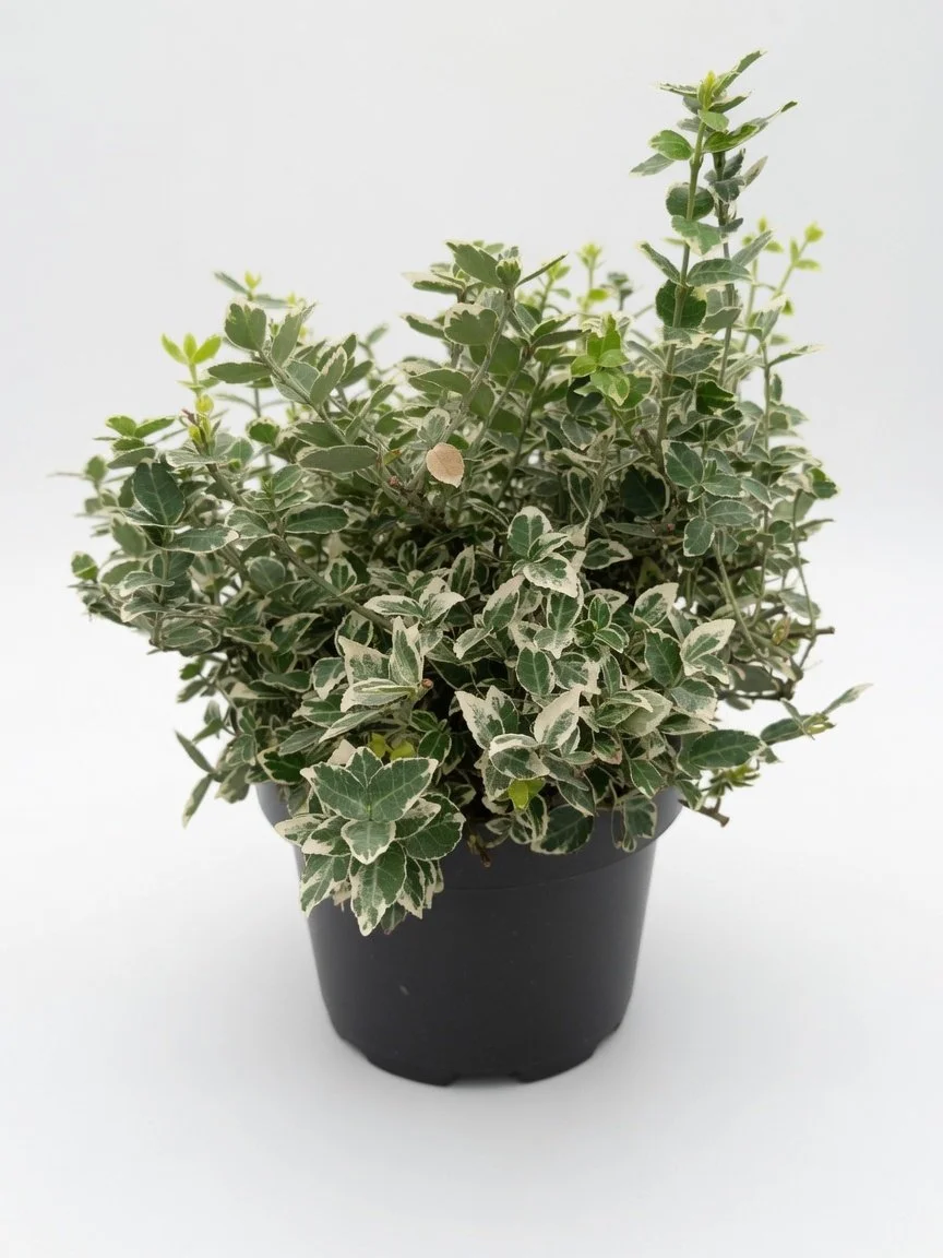 Euonymus_5L-Gaiety(1).jpg