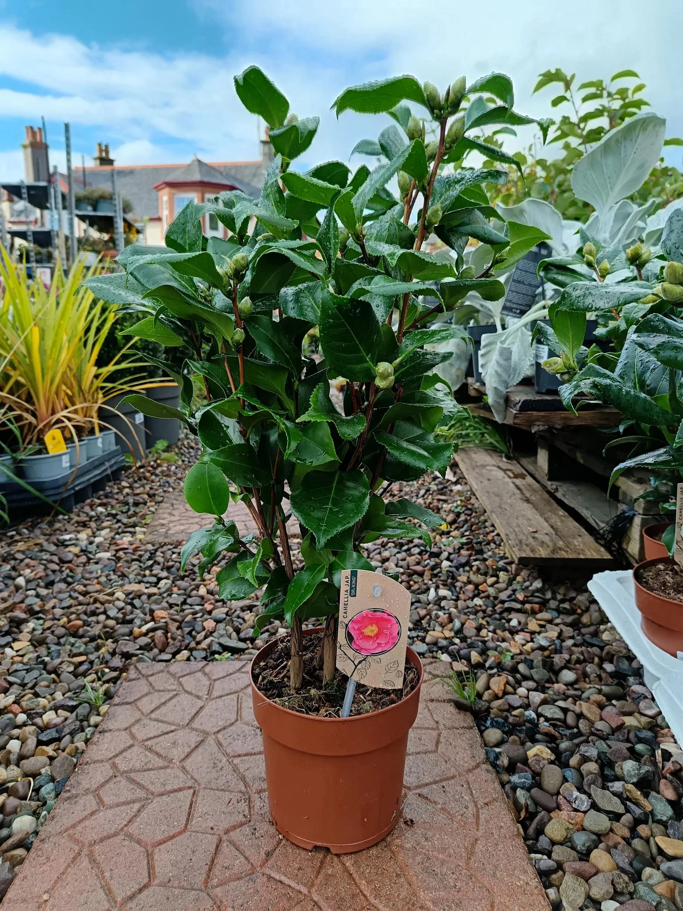 Camellia_Evergreen_Shrub_2-0.jpg