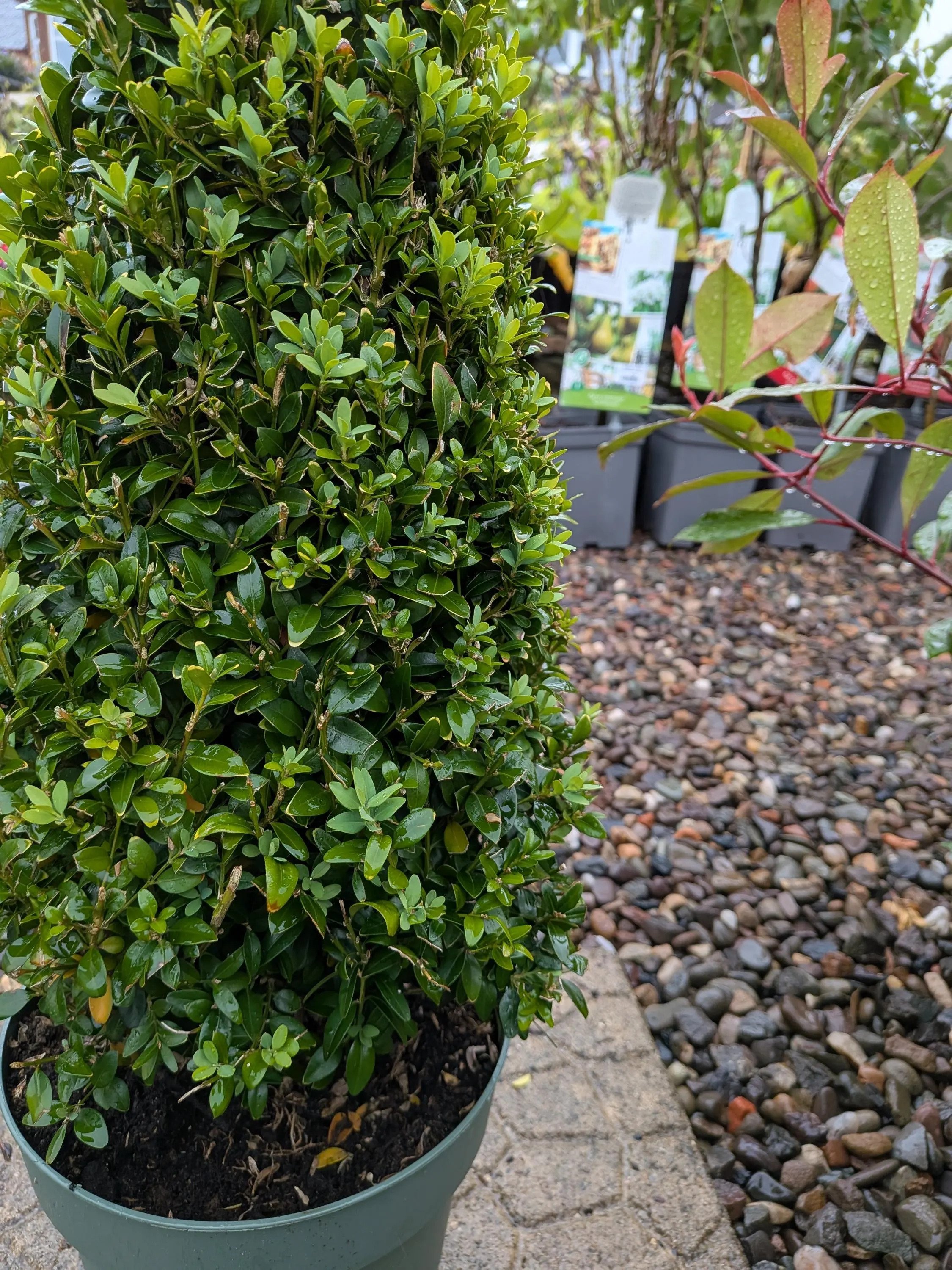 Buxus-1.jpg
