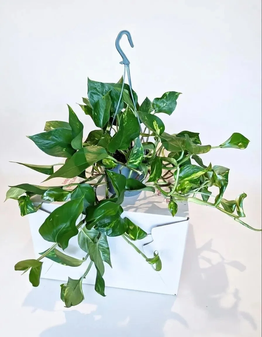 Devil’s_Ivy.jpg