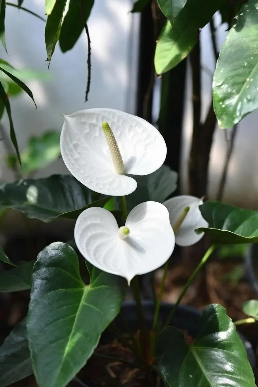 Anthurium_Houseplant-White-1.jpg