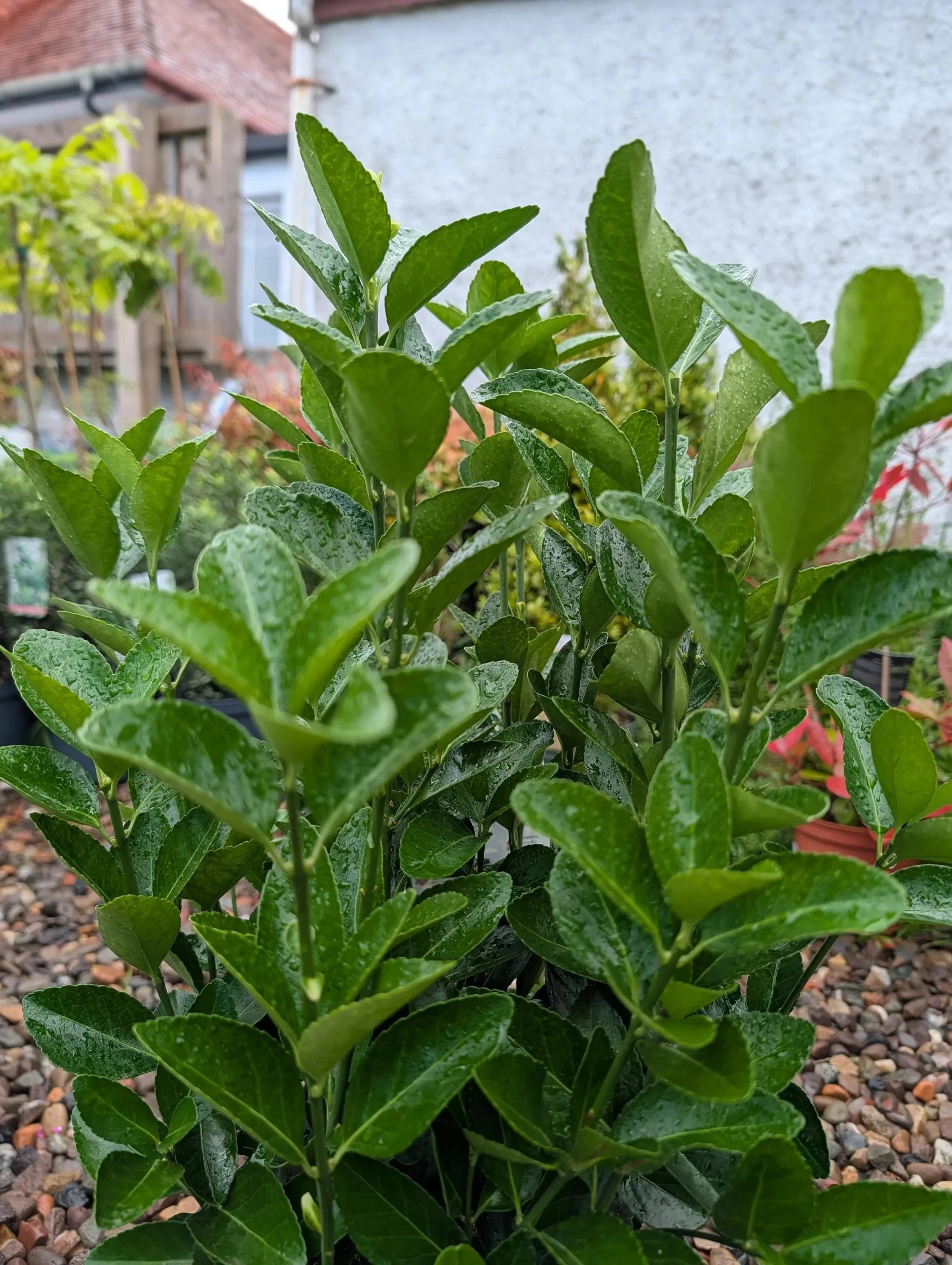 Euonymus_5L-Pulch2.jpg