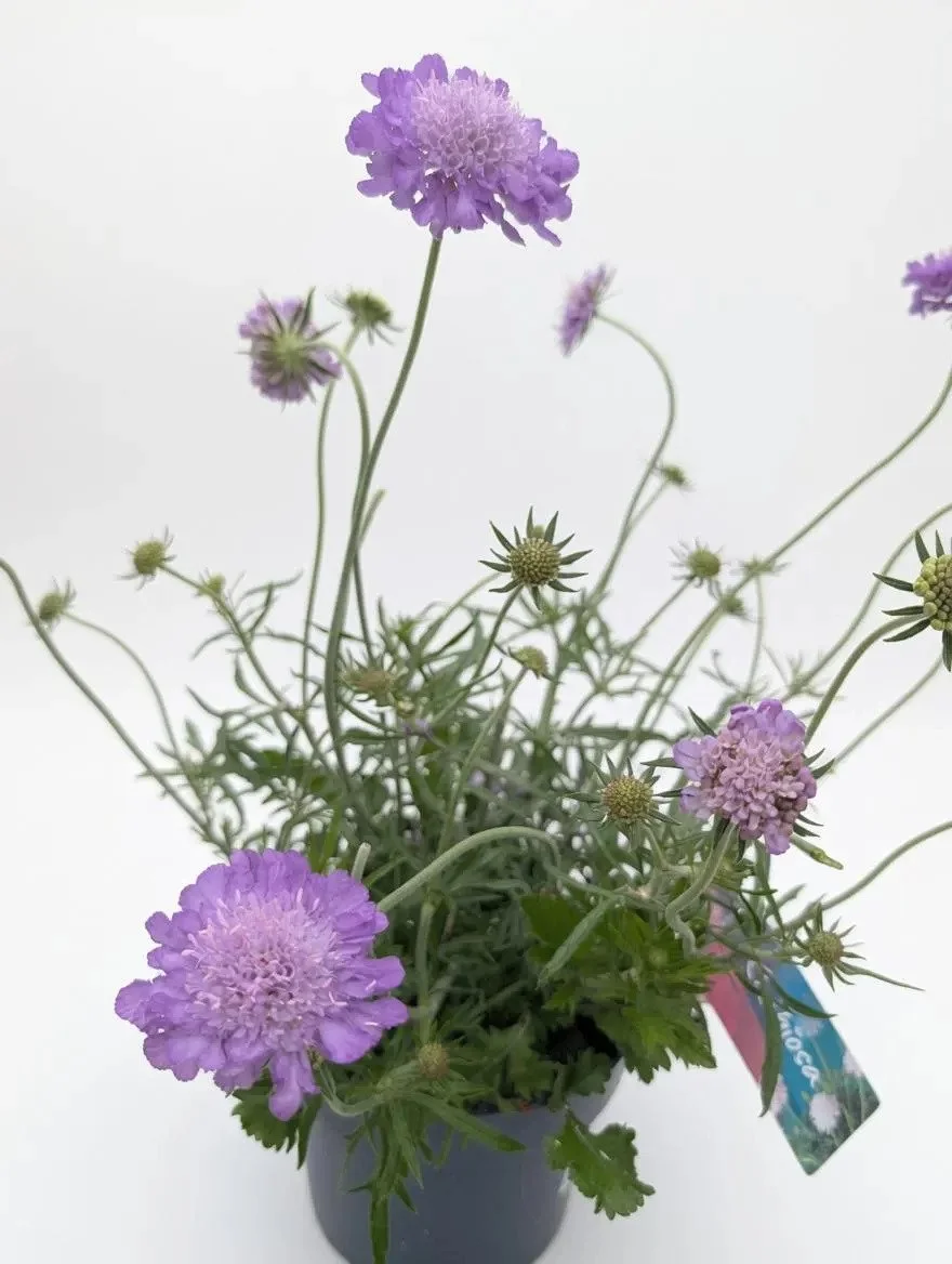 Purple_Scabiosa_Plant-3.jpg