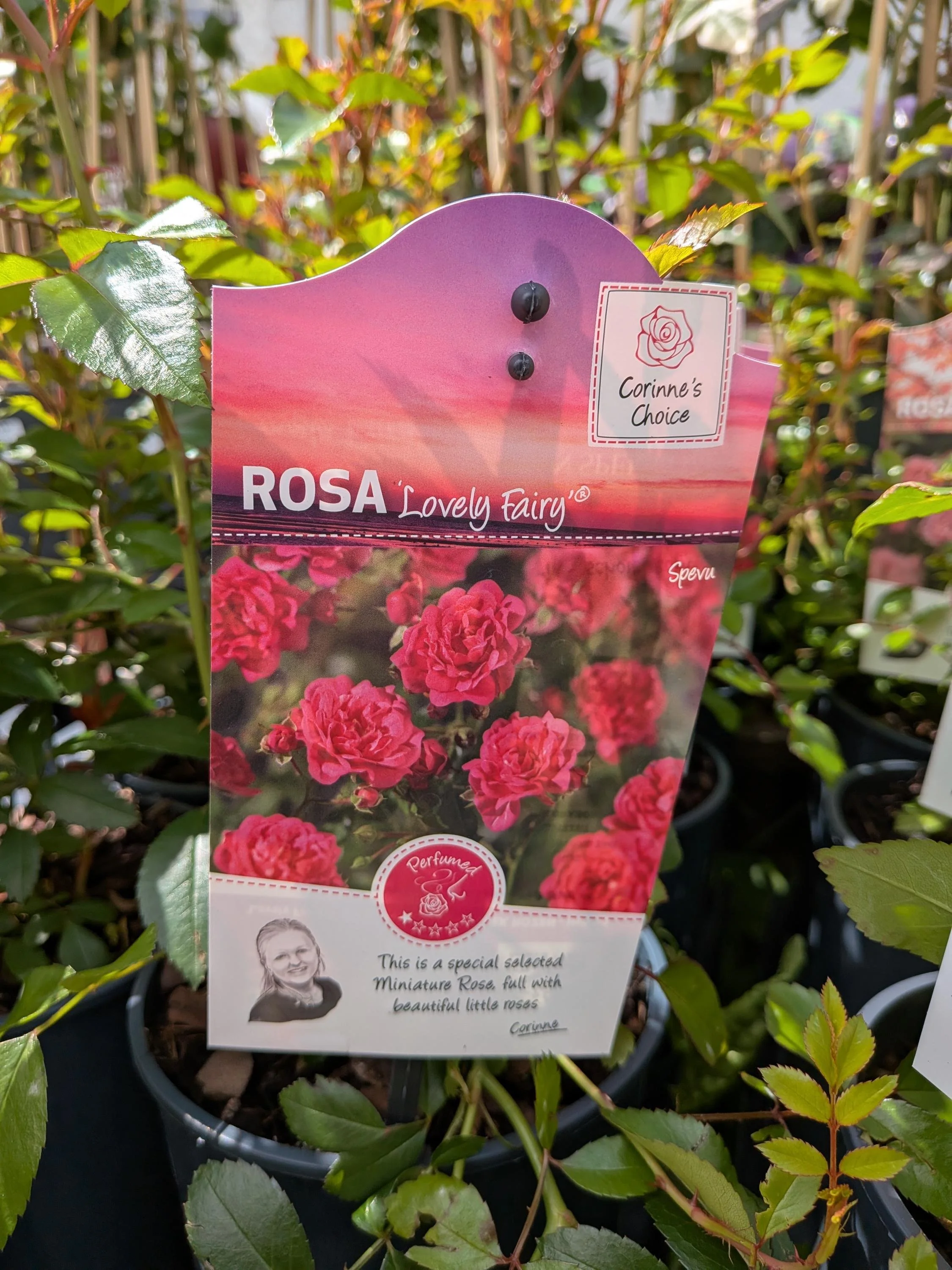 Garden_Roses-Deep Pink.jpg