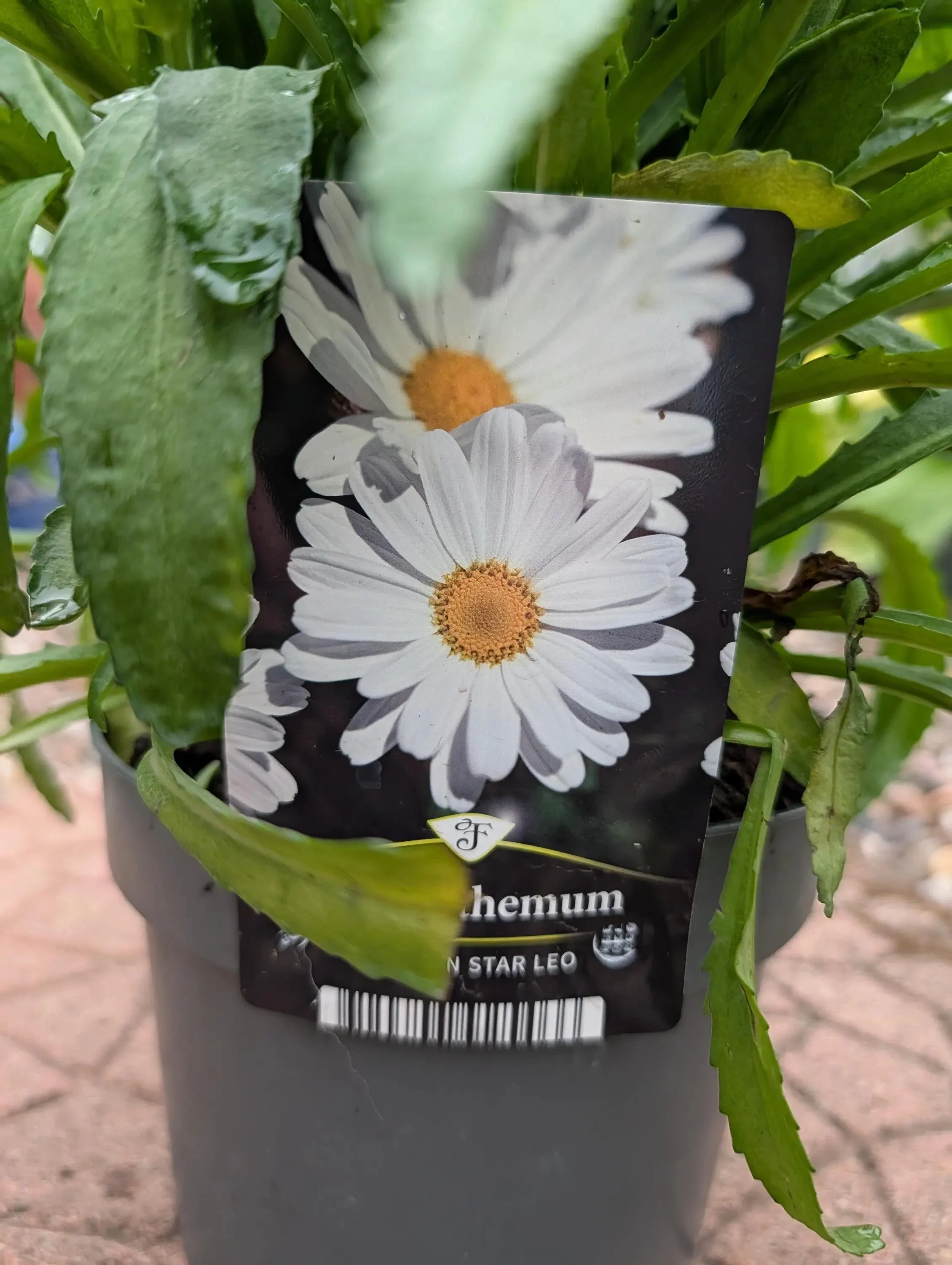 White_Shasta_Daisy_Plant-6.jpg