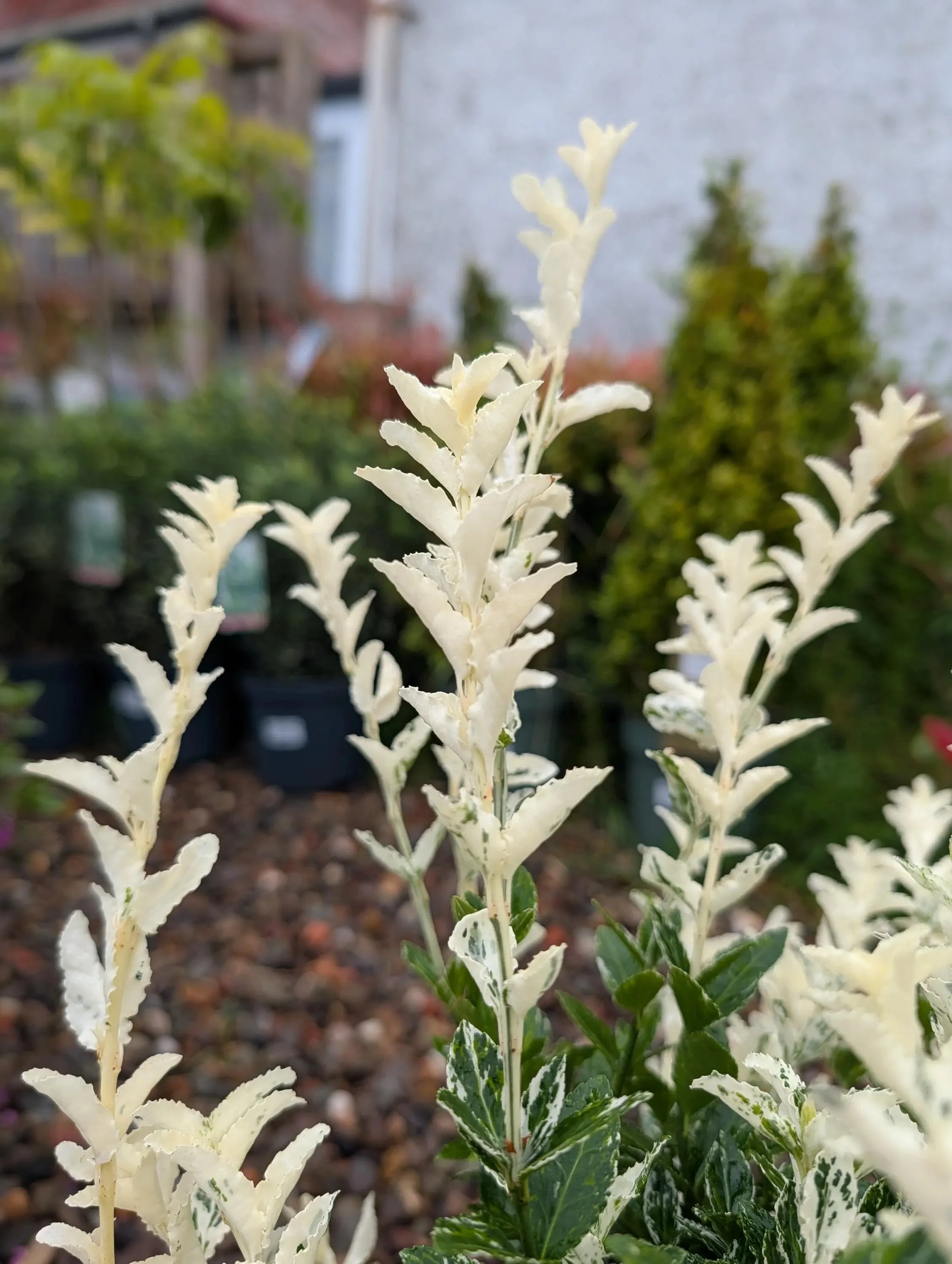 Euonymus_5L-Harlequin-2.jpg