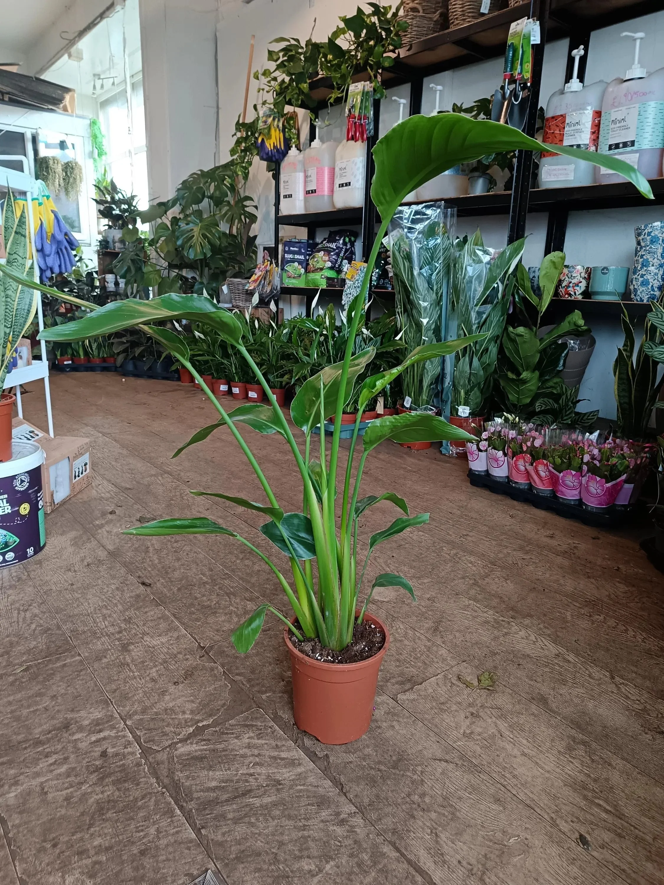 Strelitzia_Nicolai_Plant-3.jpg