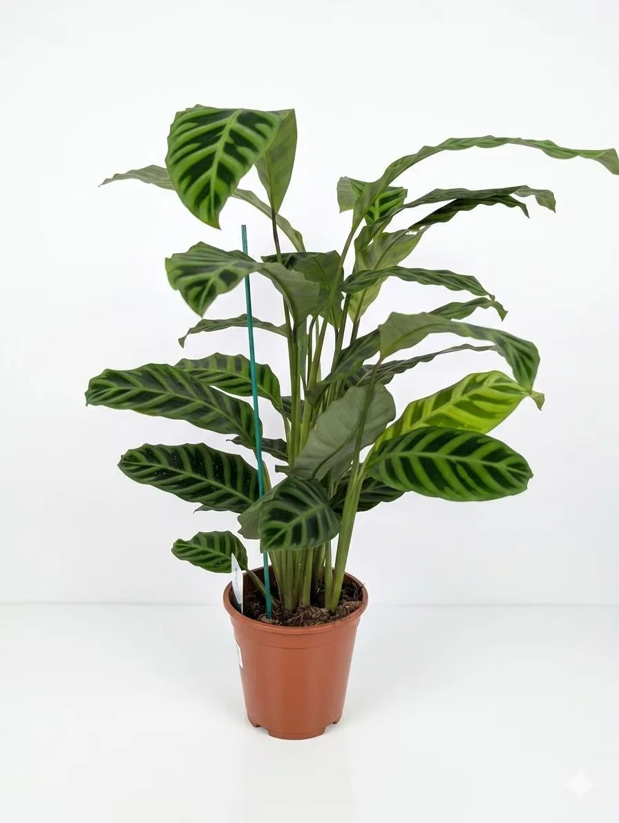 Calathea_Zebrin-3.jpg
