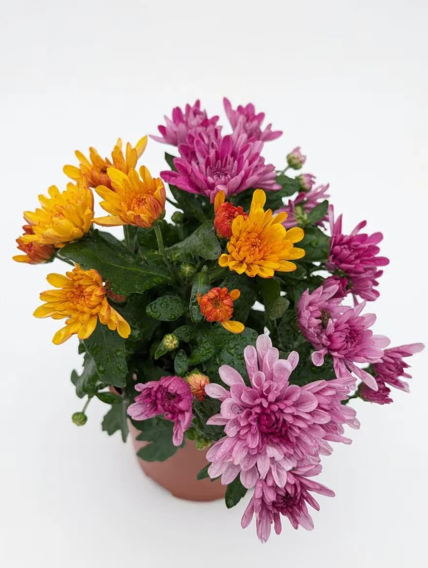 Chrysanthemum_Plant-5.jpg