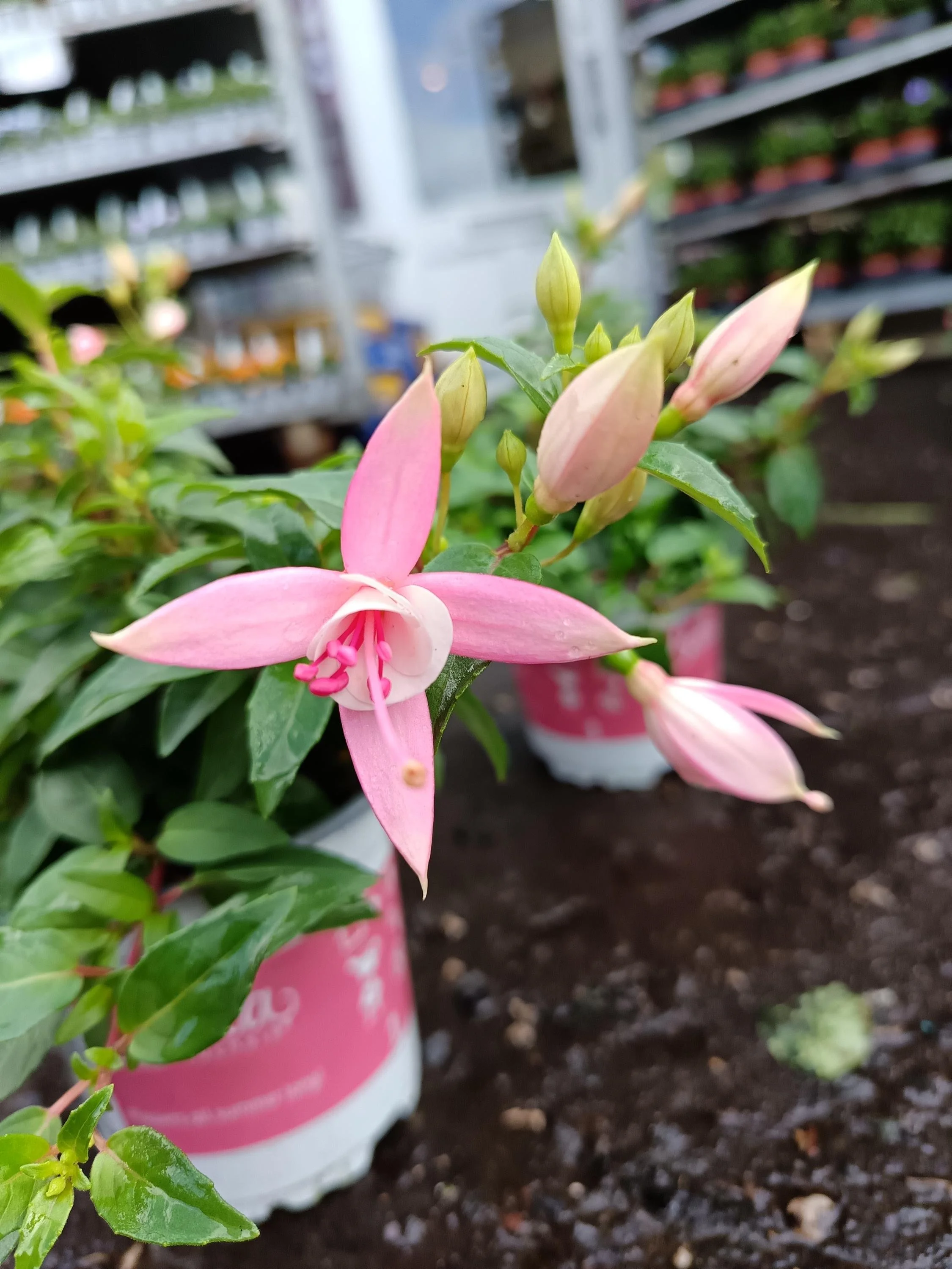 Fuchsia_Plants-6.jpg
