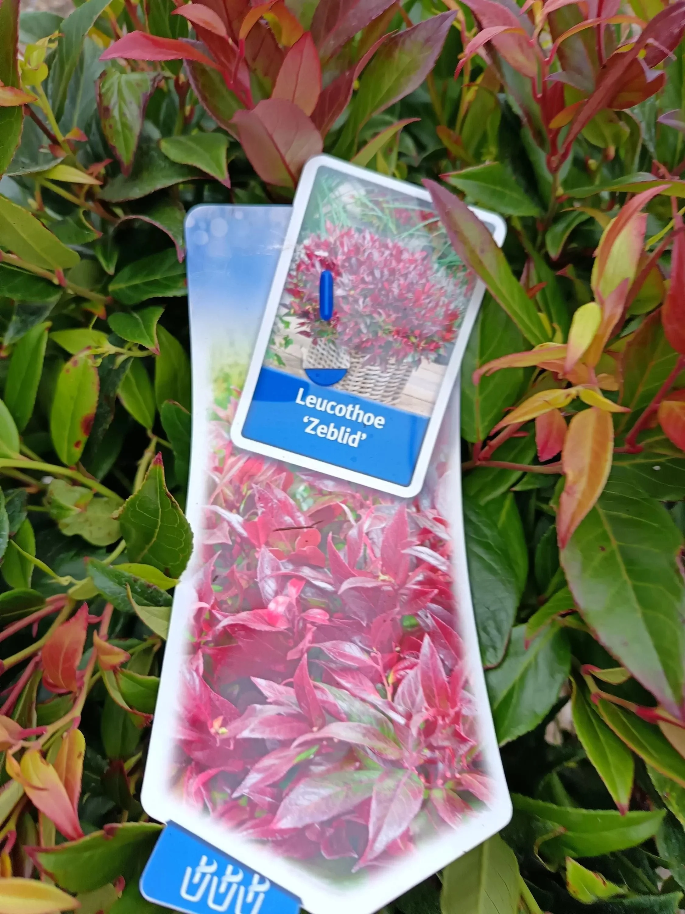 Leucothoe_Shrubs-3.jpg