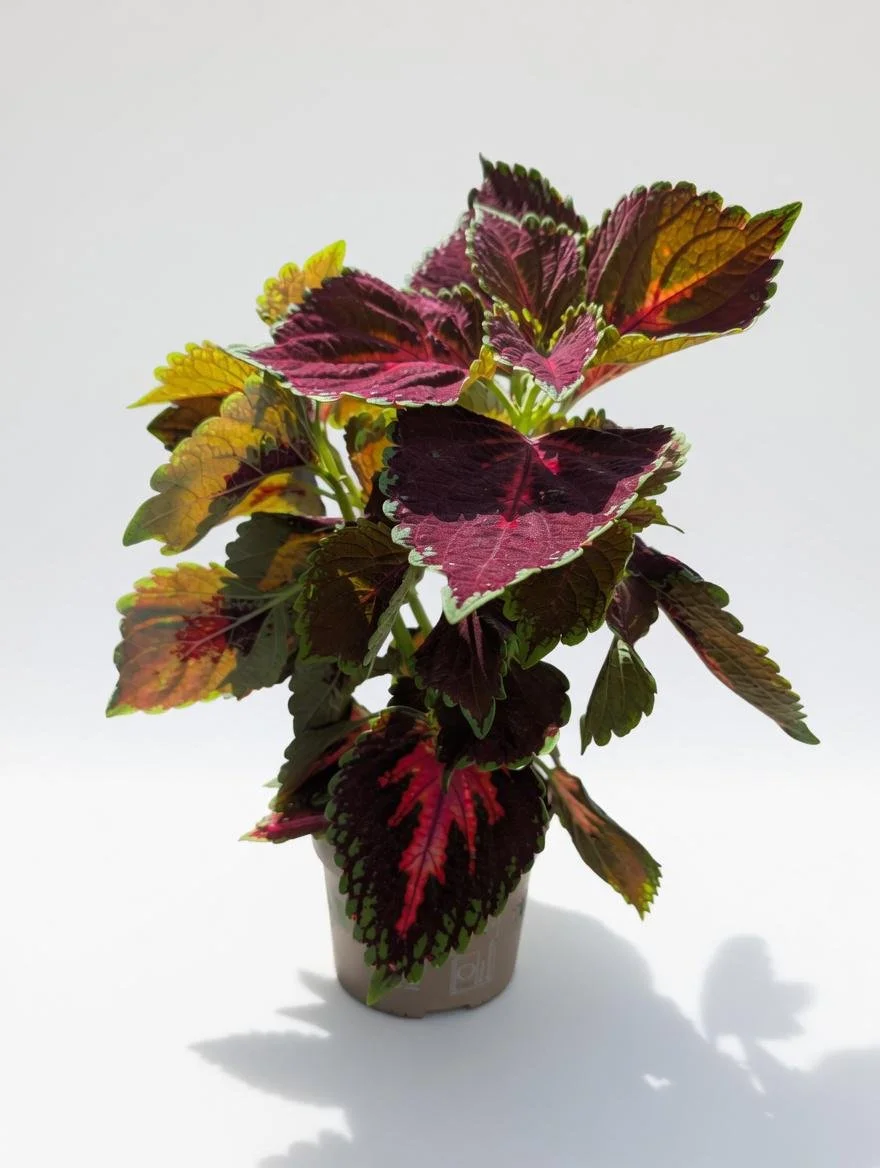 Coleus _Plant-3.jpg