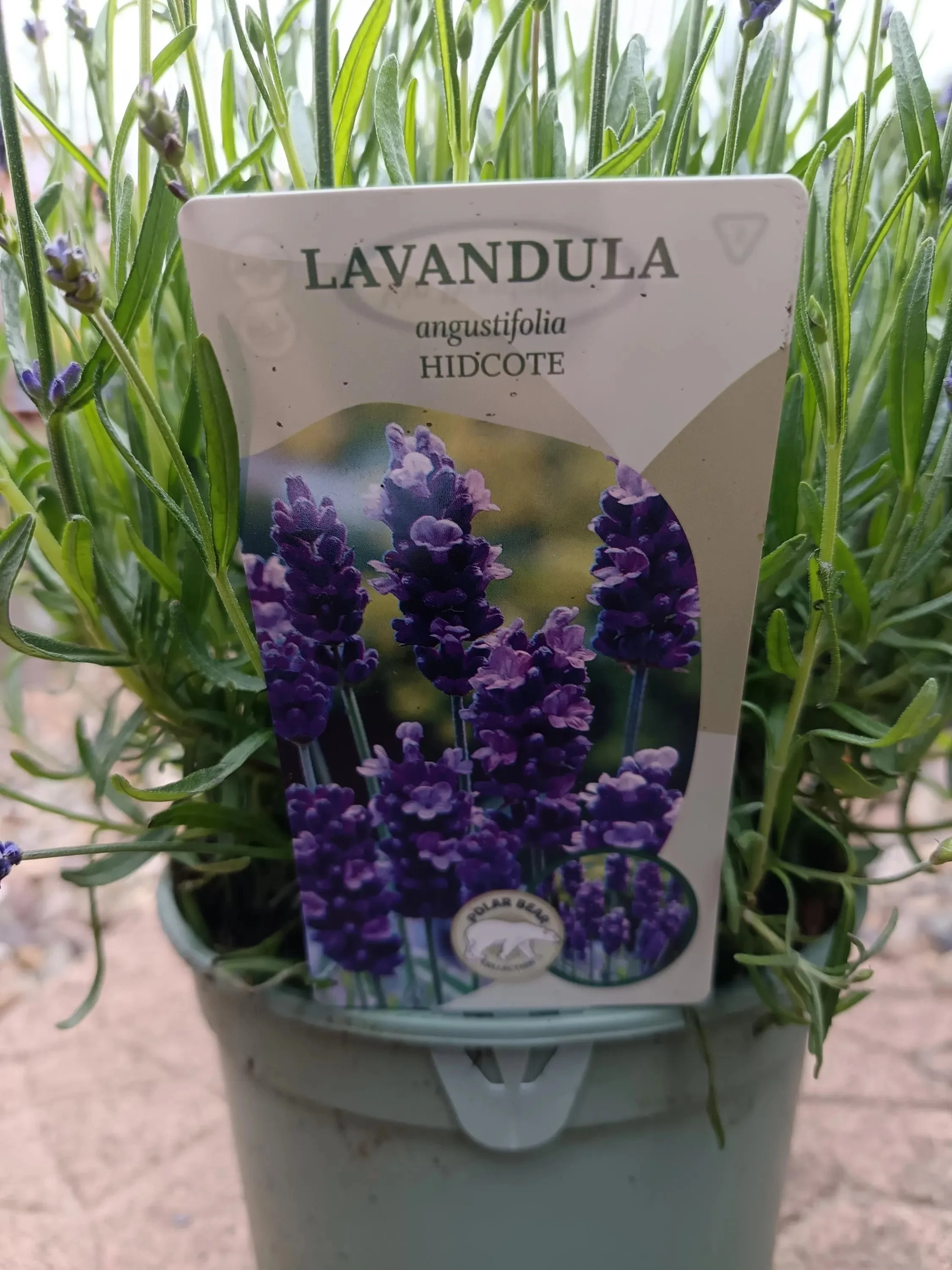 Lavender_Plant-1.jpg