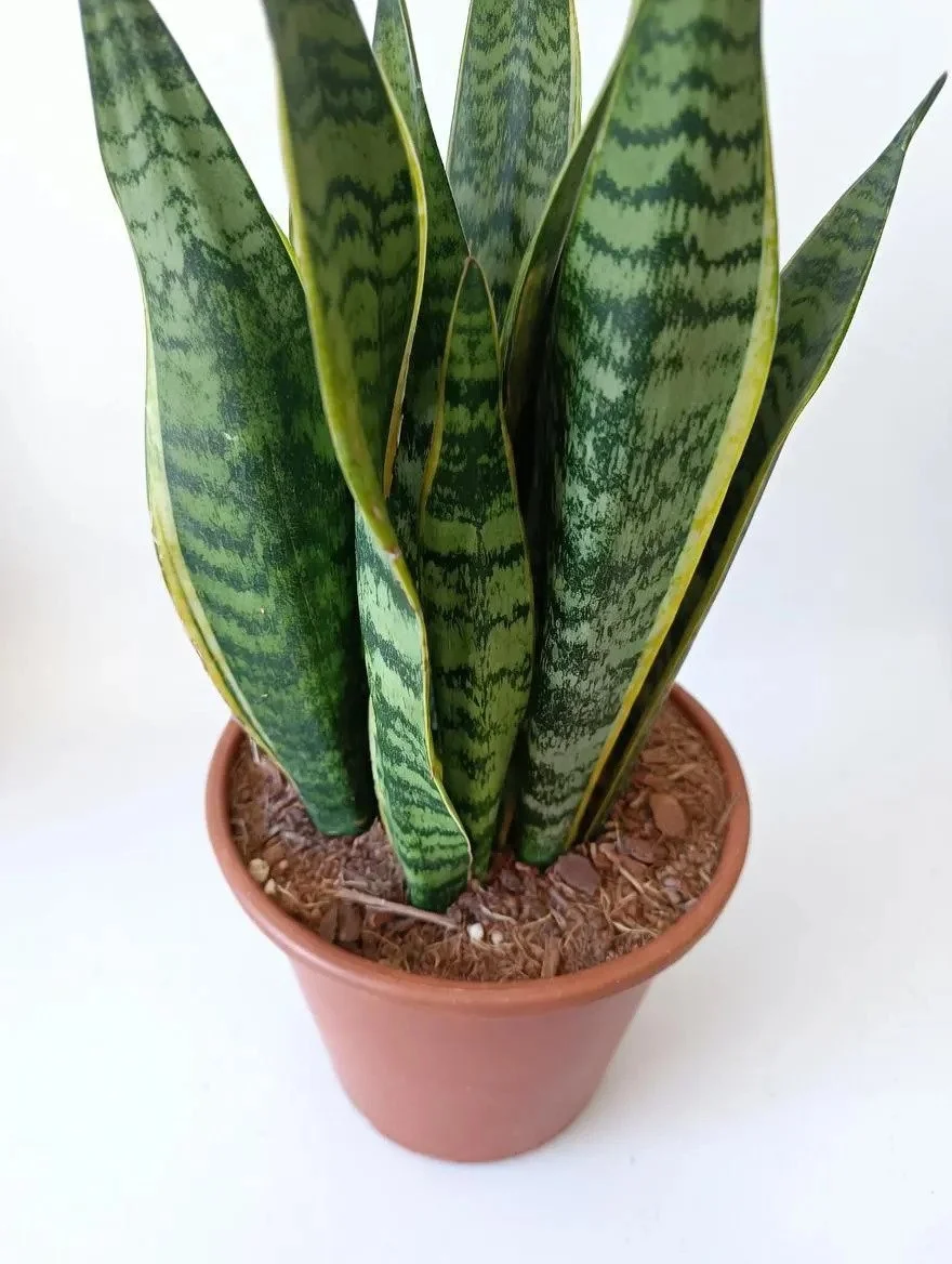 Large_Snake_Plant-2.jpg