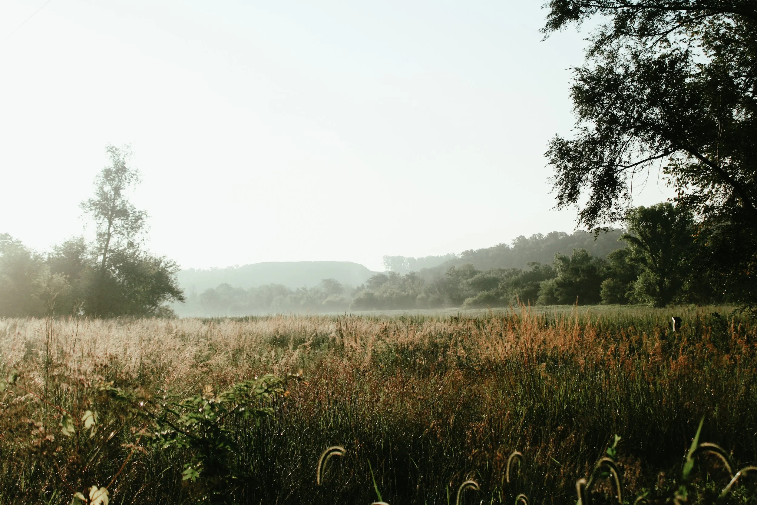 A misty field with tall grass and trees in the background under a bright sky.