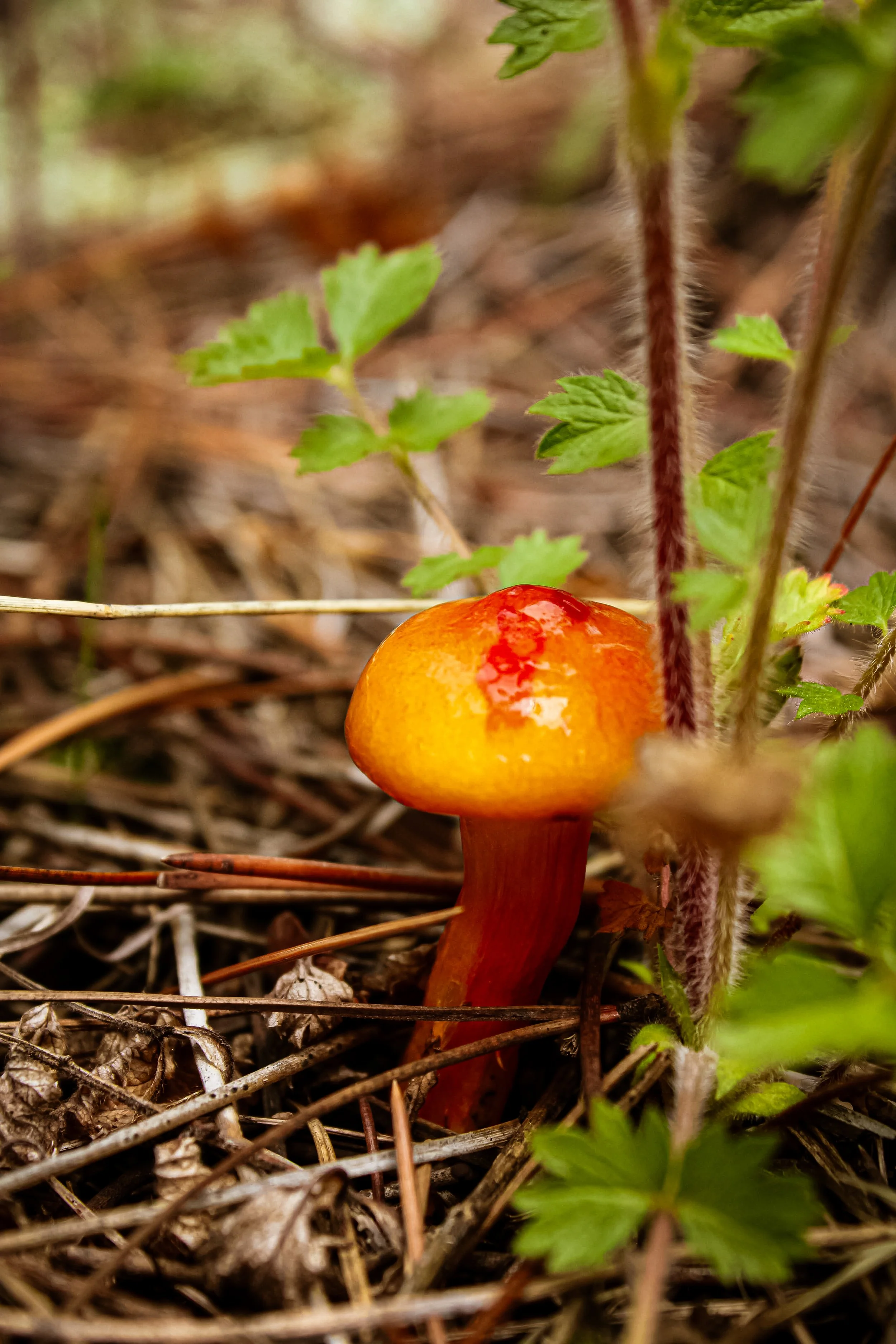 A small orange mushroom growing among dry leaves and green plants in the forest floor.